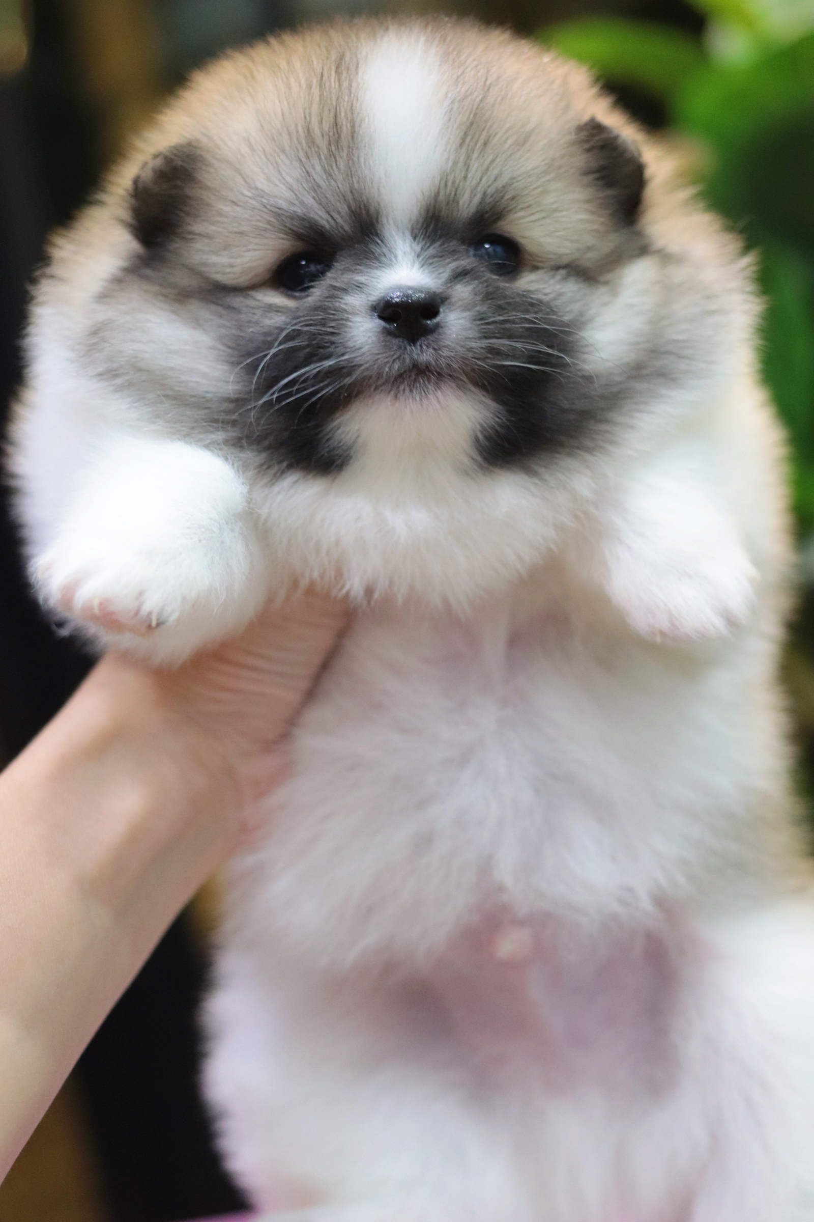 ปอมเมอเรเนียน เพศผู้ สีแฟนซี