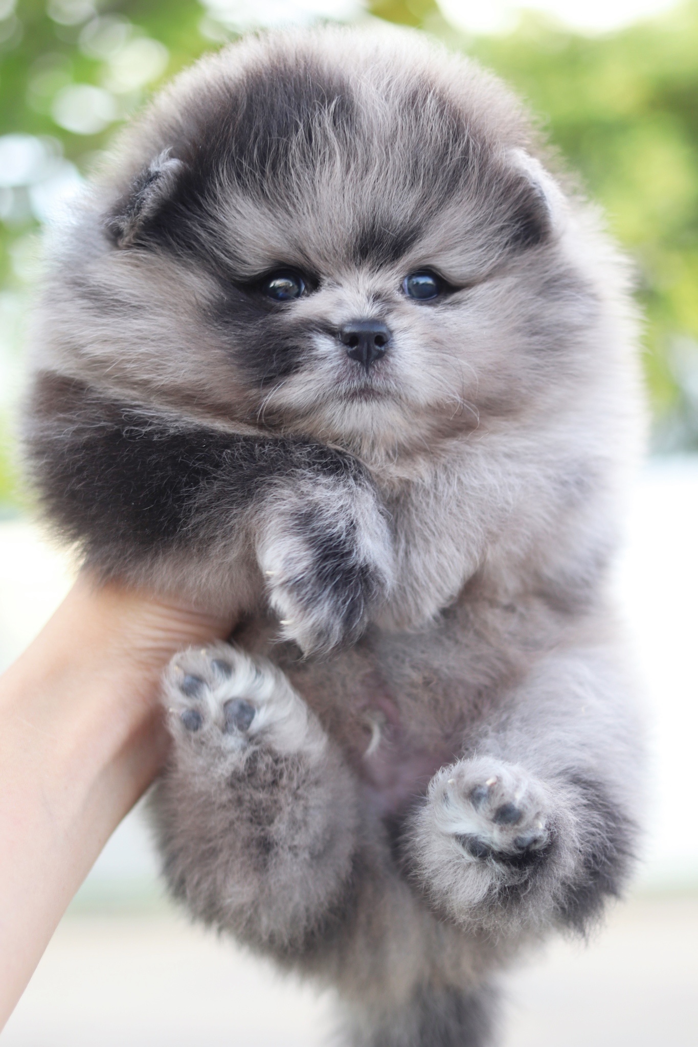 ปอมเมอเรเนียน เพศผู้สีเมอร์เร่