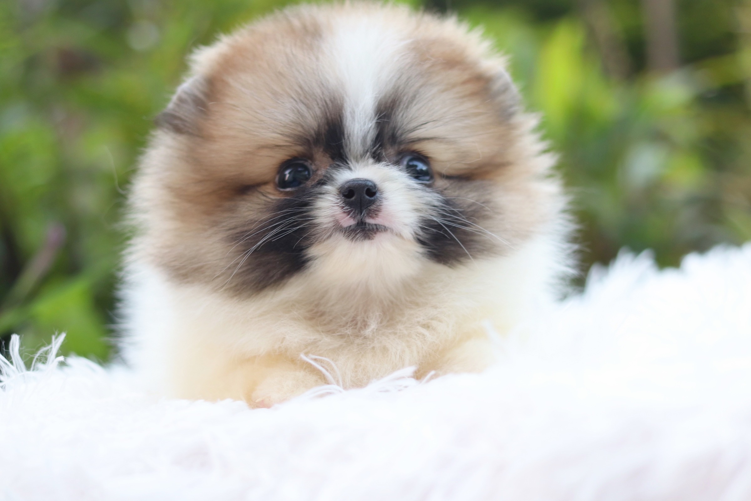 ปอมเมอเรเนียน เพศเมีย แฟนซี