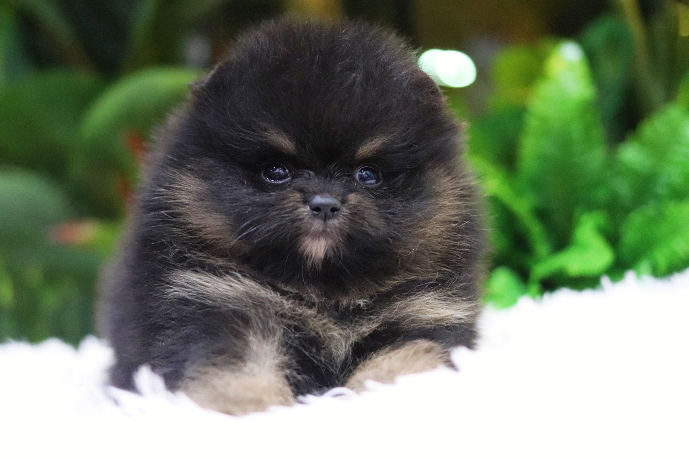 ปอมเมอเรเนียน เพศผู้แบล็คแทน