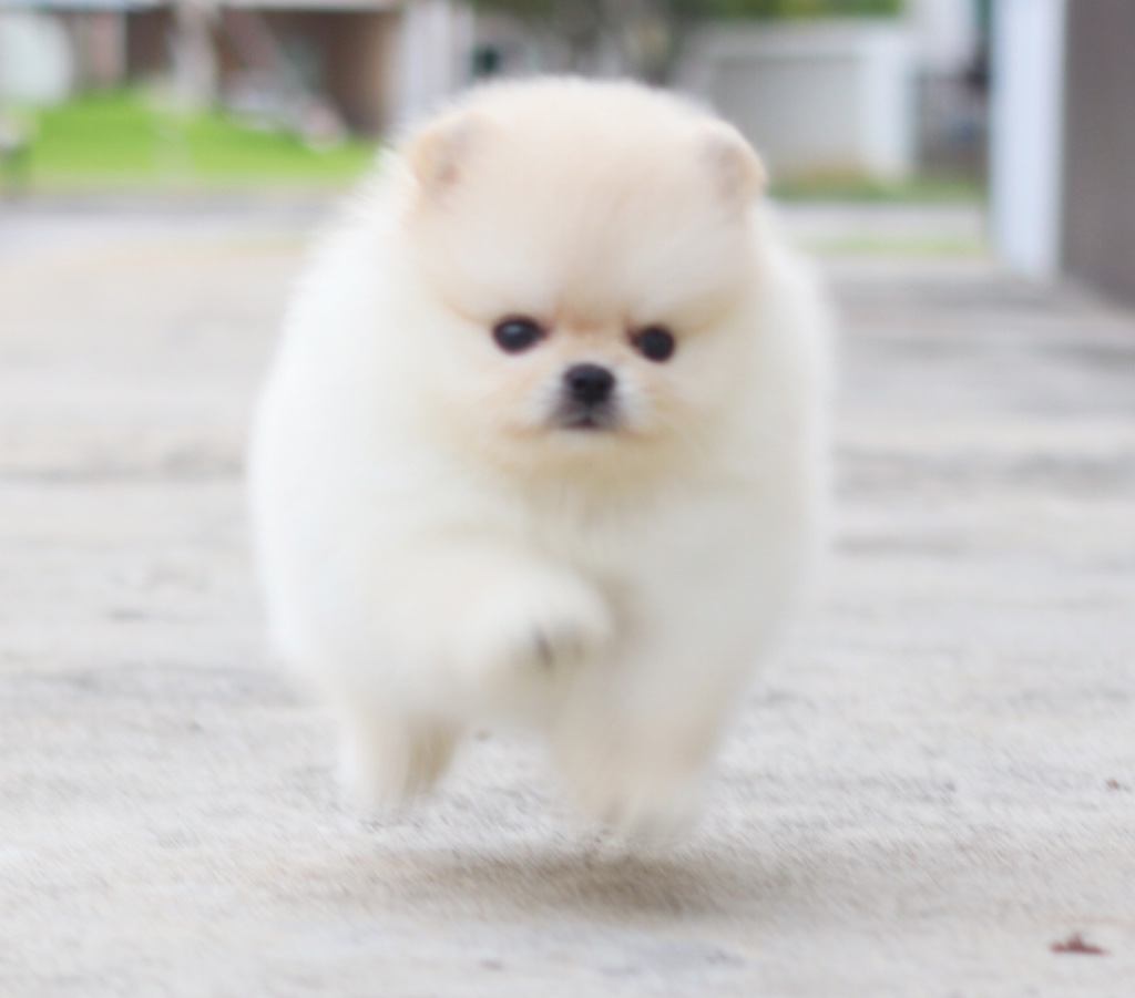 ปอมเมอเรเนียน เพศผู้สีครีมไซส์เล็กเกรดโชว์