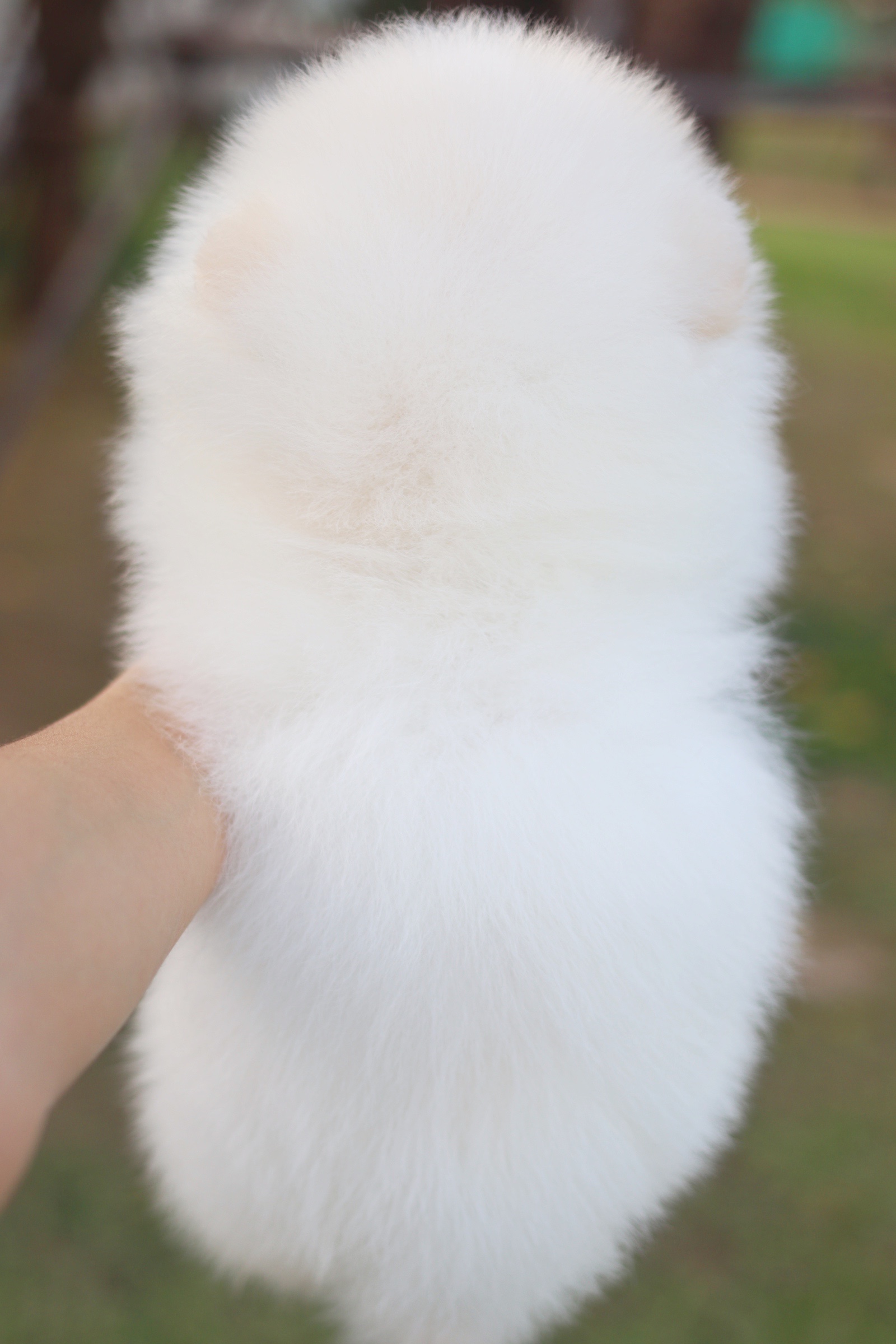 ปอมเมอเรเนียน เพศผู้ สีขาวครีม