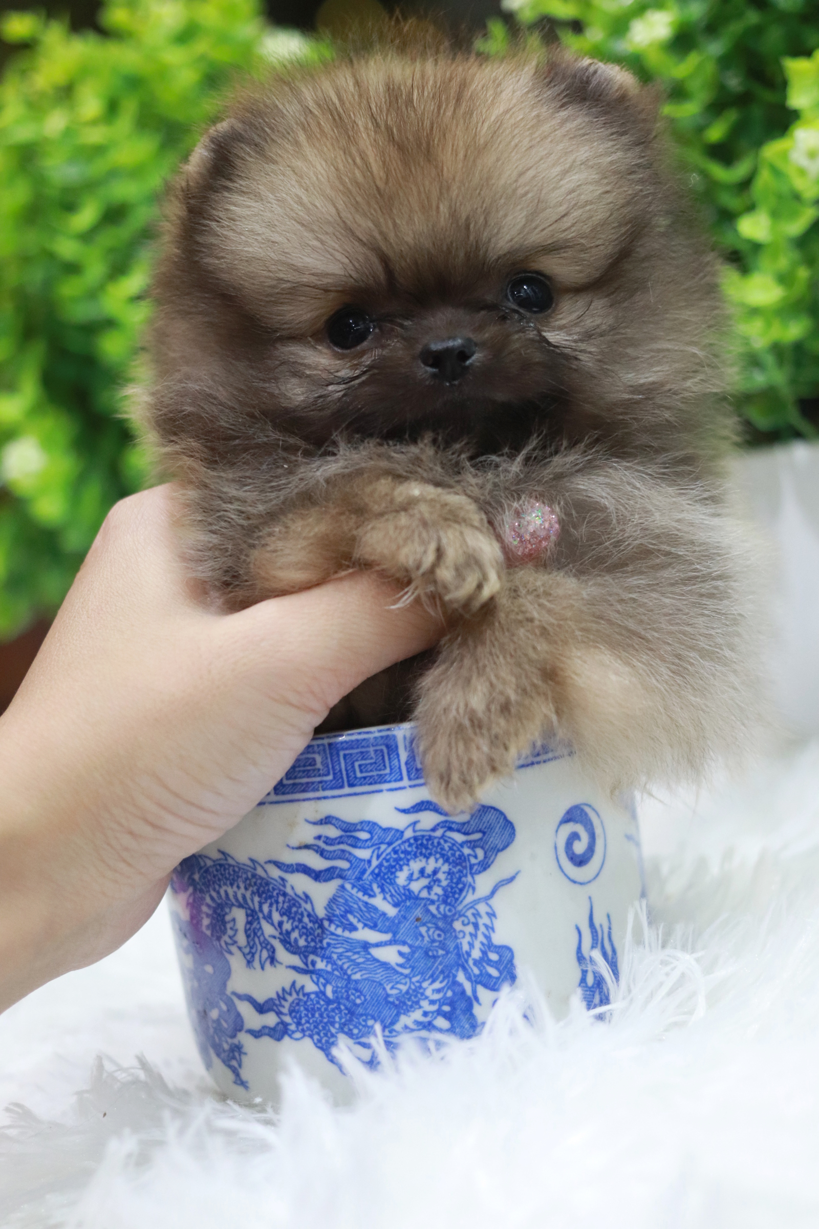 ปอมเมอเรเนียน เพศผู้ ทีคัพ จิ๋วหนัก 3 ขีด