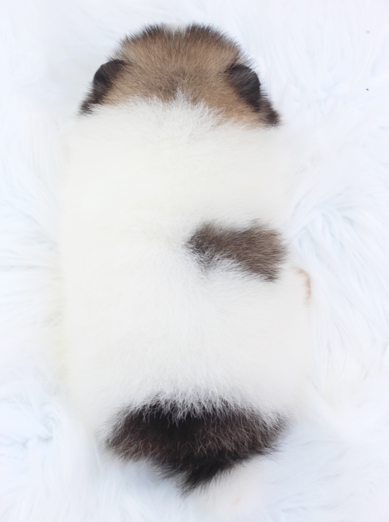 ปอมเมอเรเนียน เพศผู้ สีแฟนซี