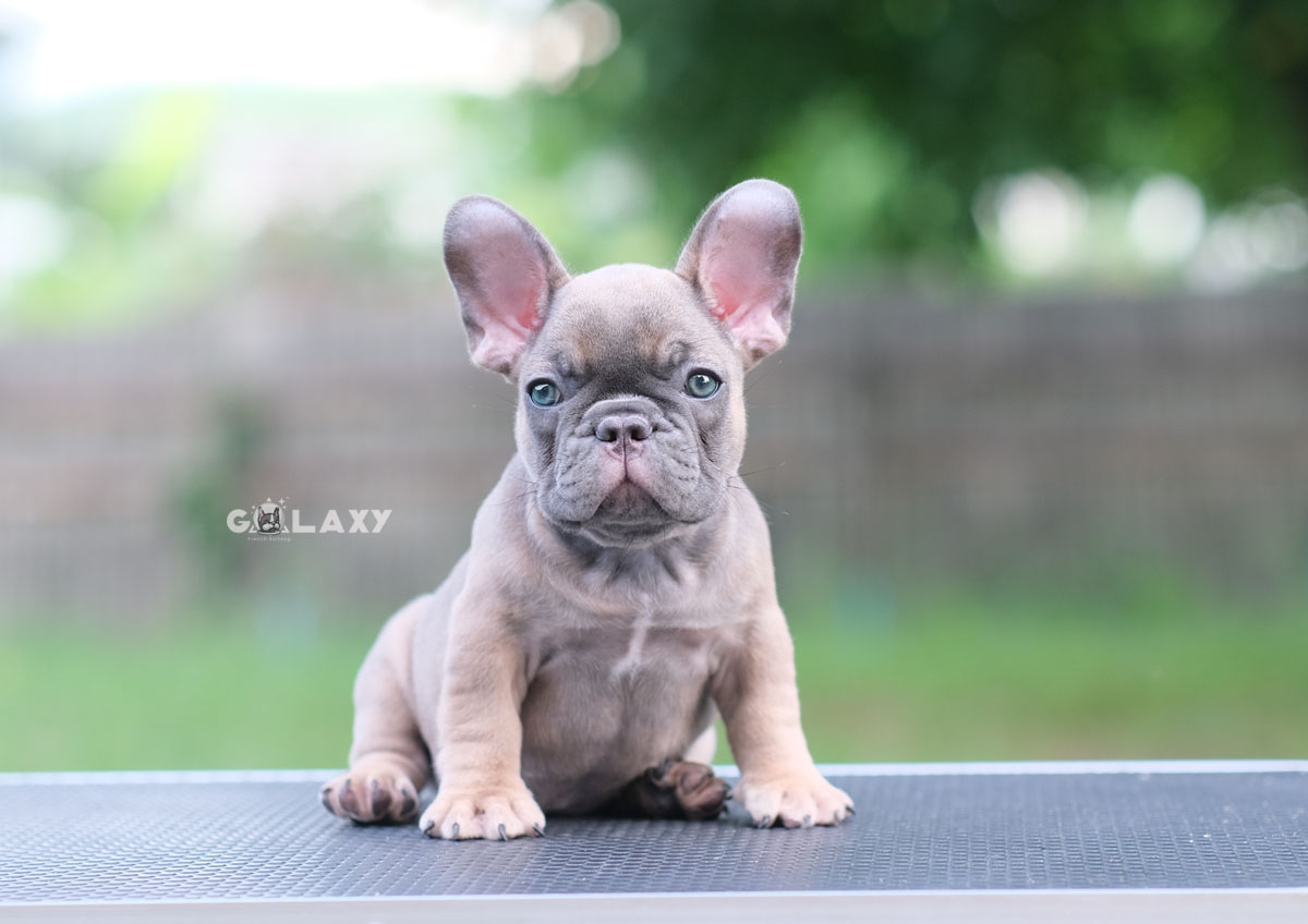 ตัวเมีย สีบลูฟร้อนต์ หน้าใหญ่ หัวโตๆ ตาสีฟ้า ใบหูใหญ่เป็นเอกลักษณ์ เป็นตัวเมียที่สวยไม่แพ้ตัวผู้เลยค่ะ ใครสนใจพลาดไม่ได้, ได้รับการฉีดวัคซีนรวมป้องกัน5โรค ,สุนัขร่างกายสมบูรณ์แข็งแรง สุขภาพจิตดีทุกตัว 092-9918888