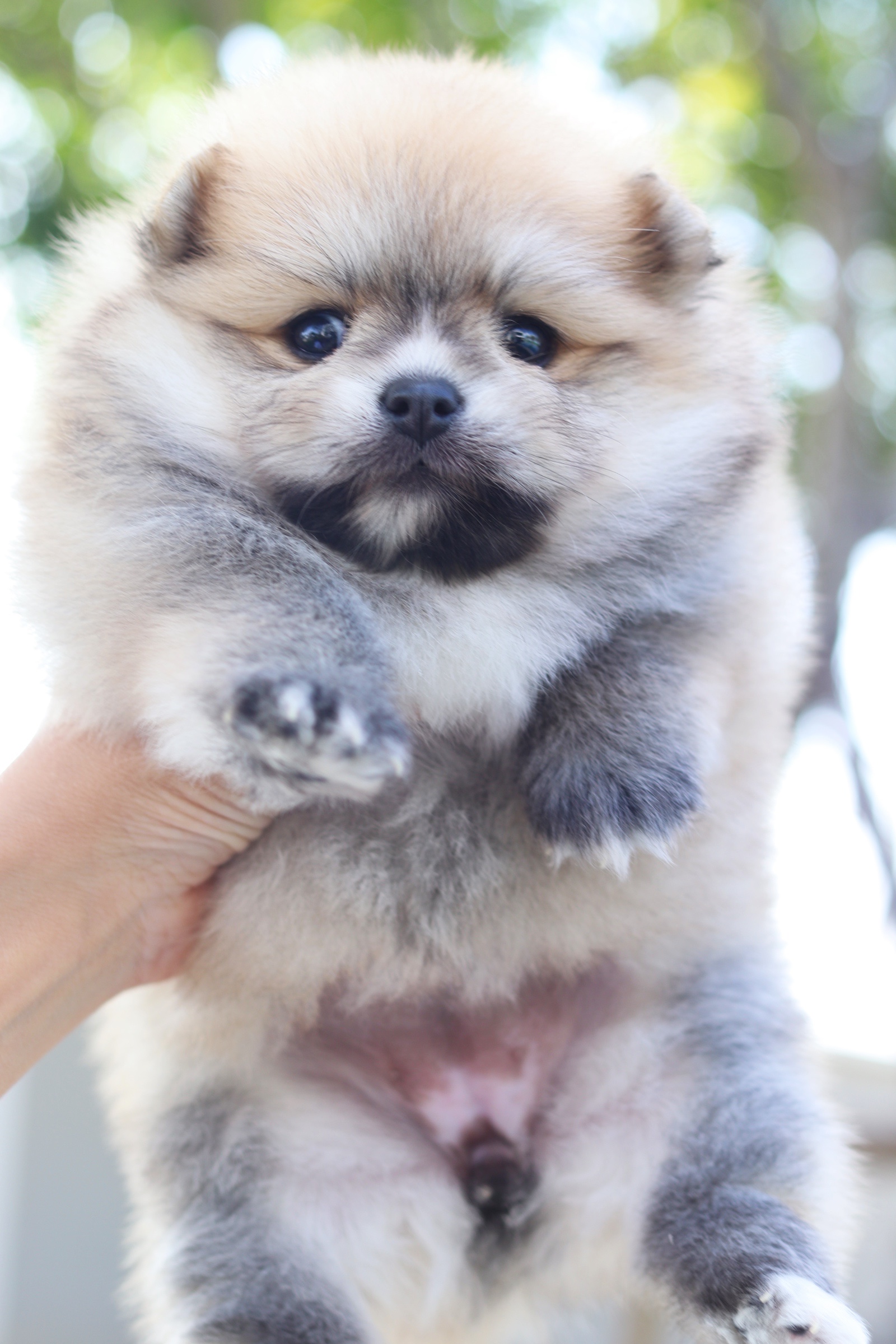 ปอมเมอเรเนียน เพศเมียสีส้ม