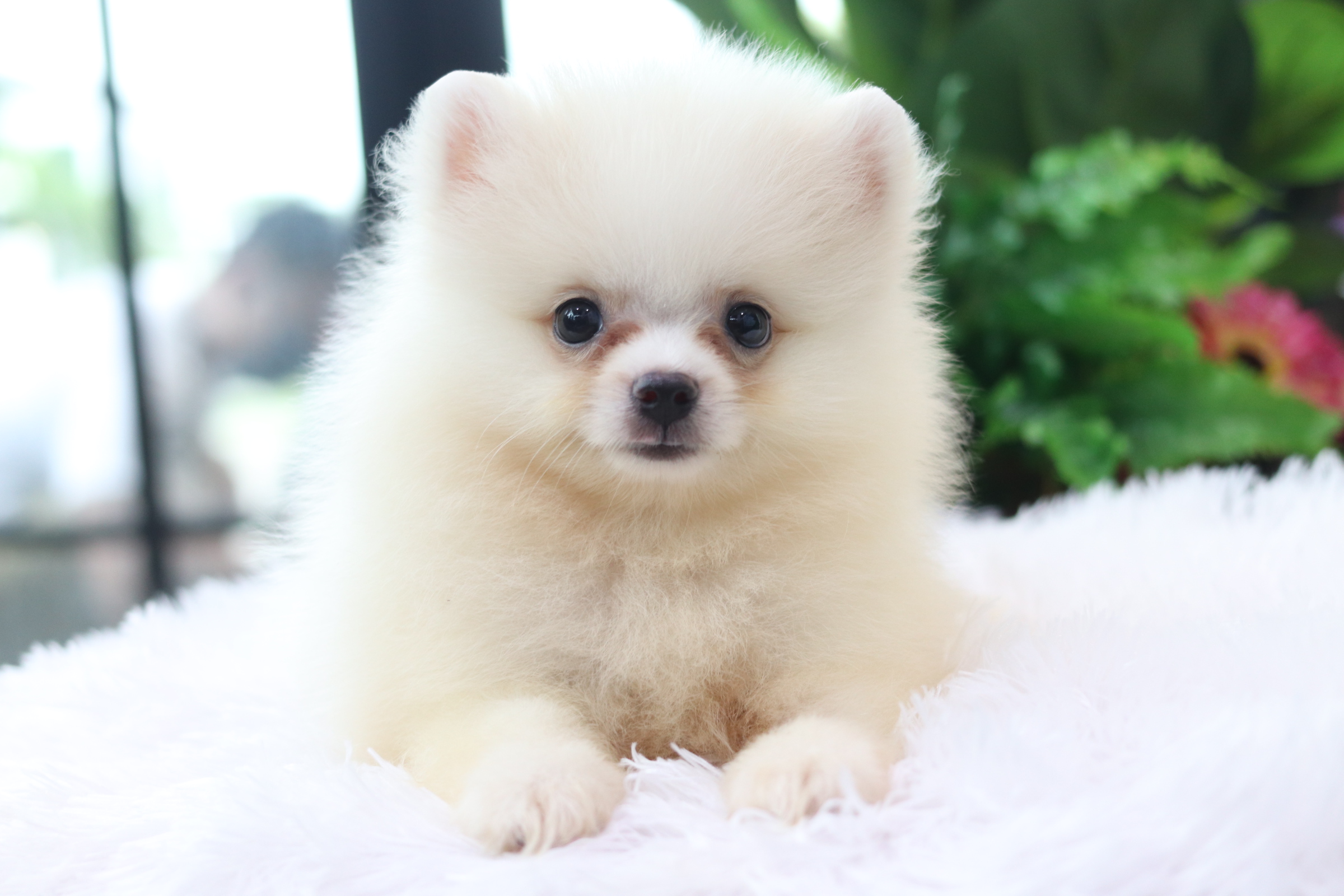 ปอมเมอเรเนียน เพศผู้ขาวครีม