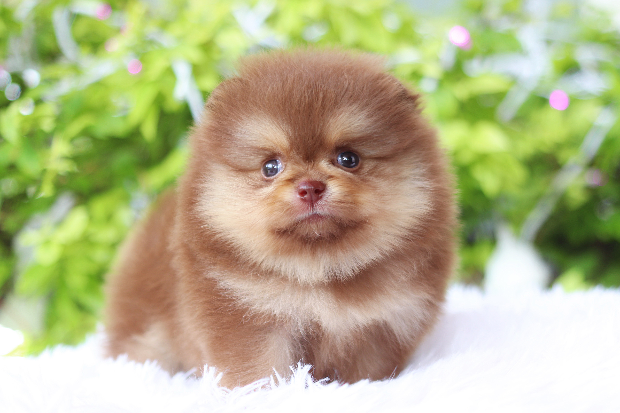 ปอมเมอเรเนียน เพศผู้ สีช็อคแทนเกรดโชว์