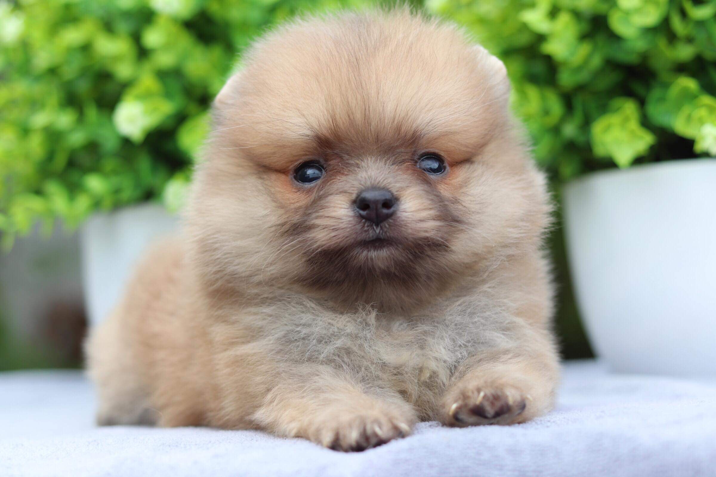 ปอมเมอเรเนียน เพศเมีย