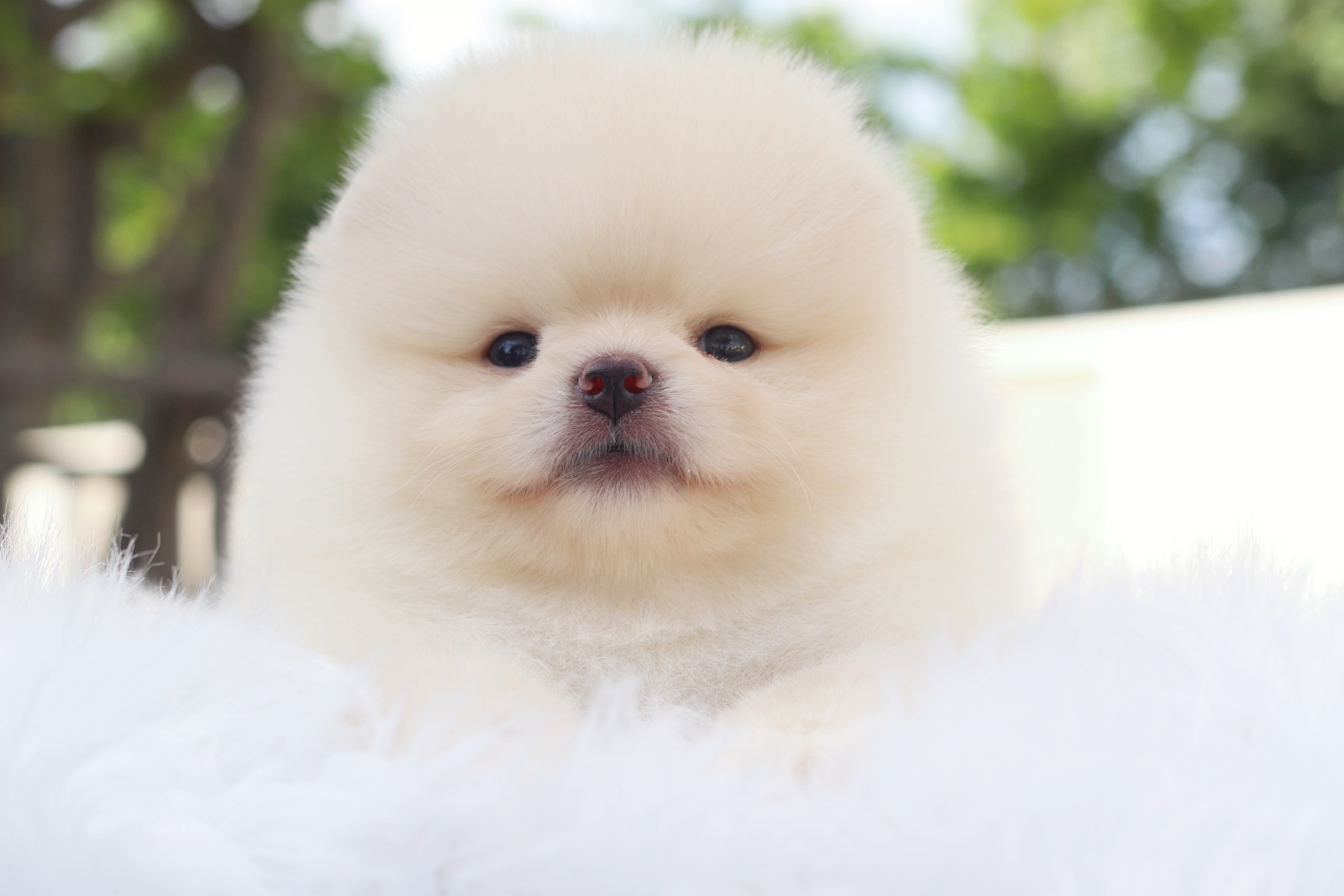 ปอมเมอเรเนียน เพศผู้สีครีม