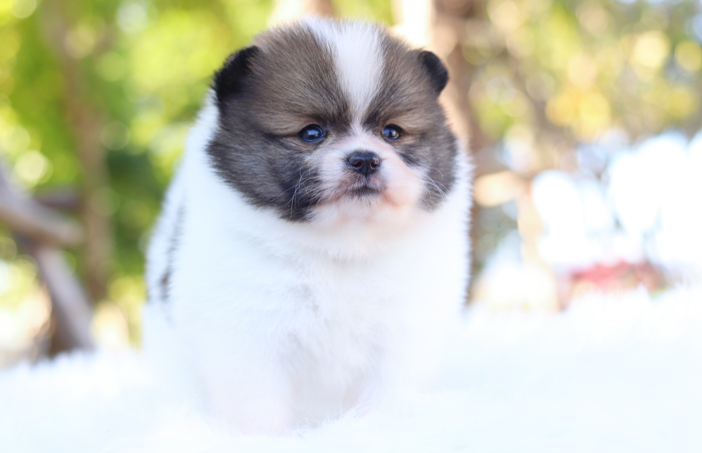 ปอมเมอเรเนียน เพศผู้ สีแฟนซี