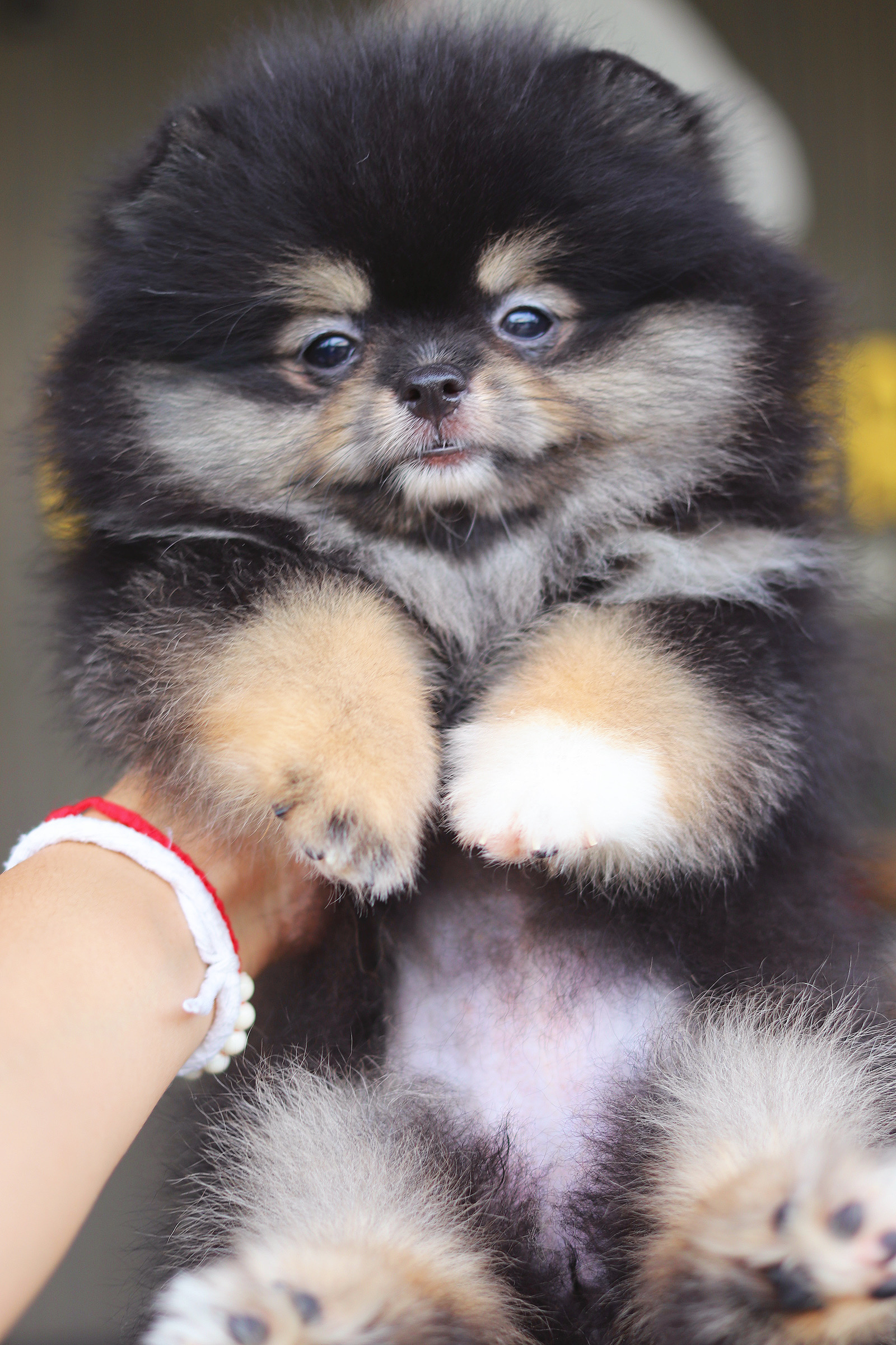 ปอมเมอเรเนียน เพศเมียสีแบล็คแทน