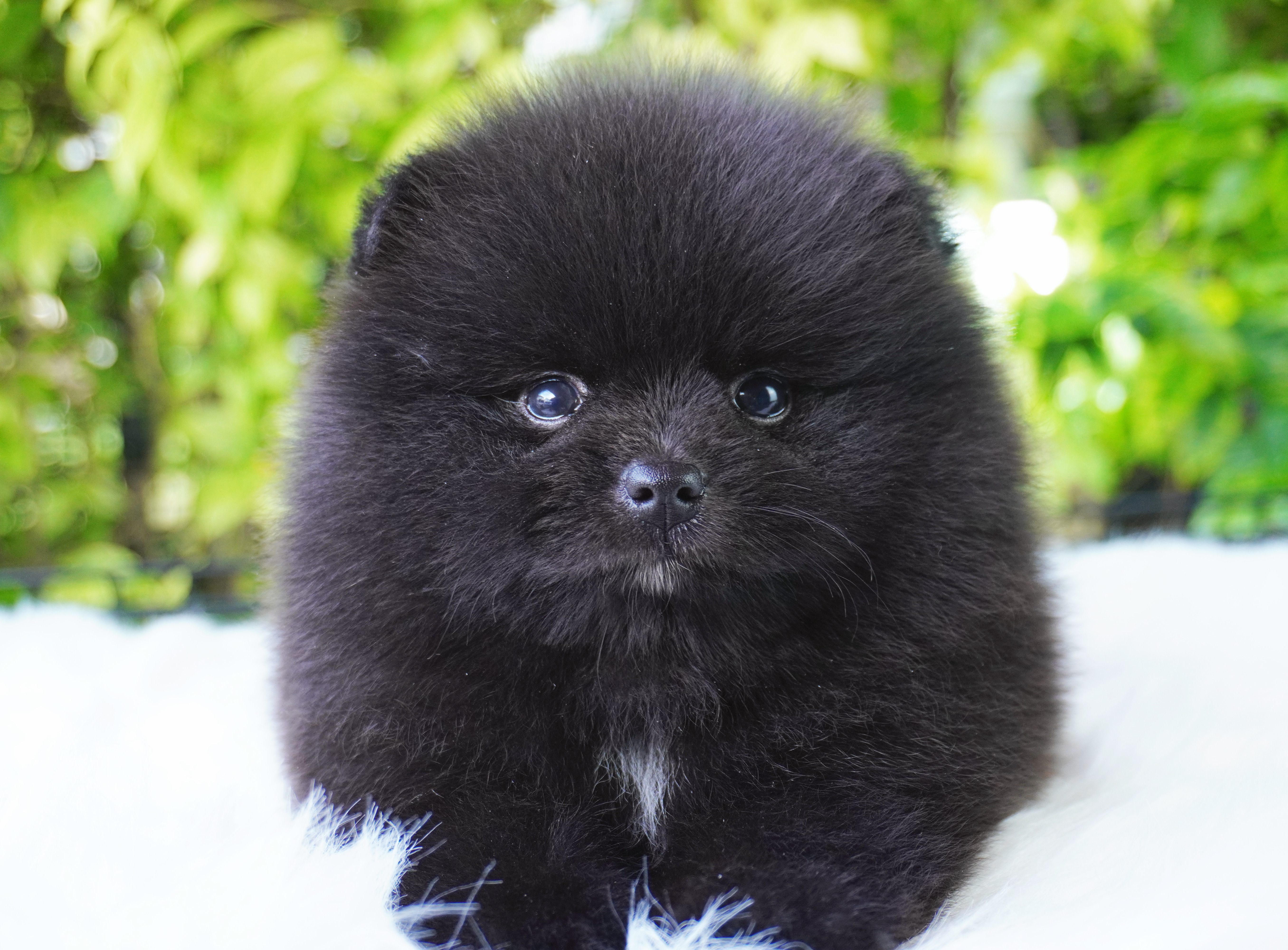 ปอมเมอเรเนียน เพศผู้สีดำ