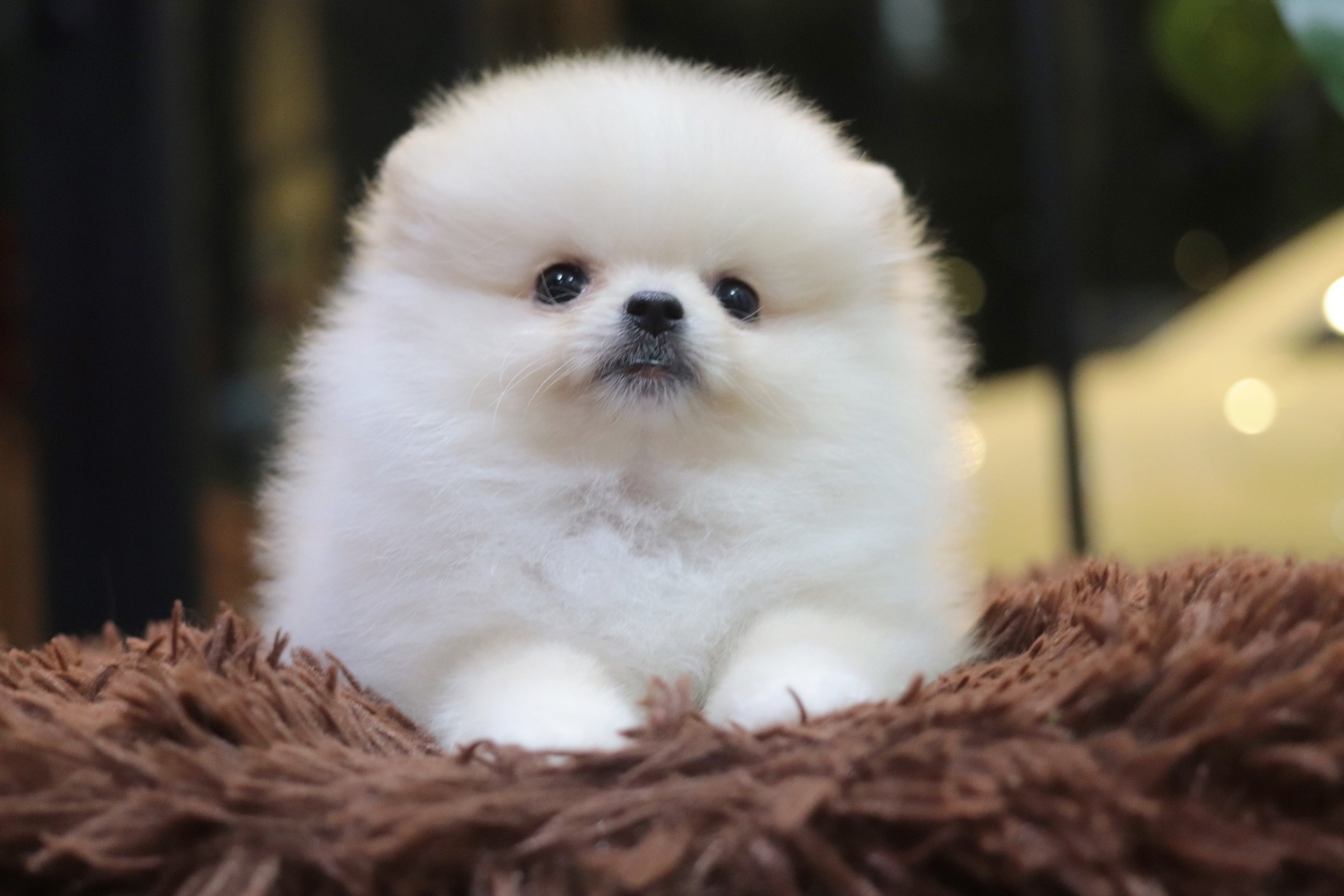 ปอมเมอเรเนียน เพศเมีย