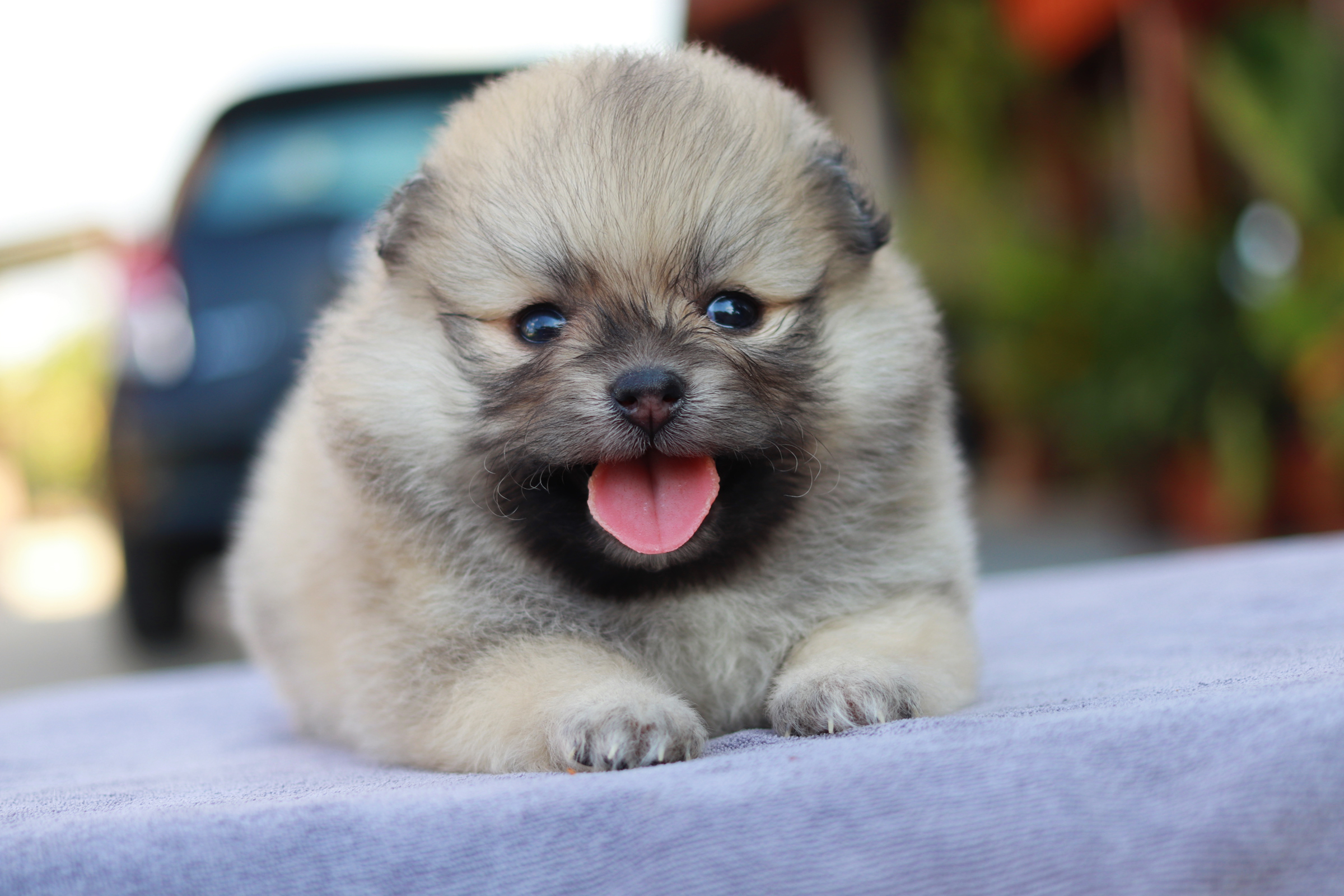 ปอมเมอเรเนียน เพศเมีย