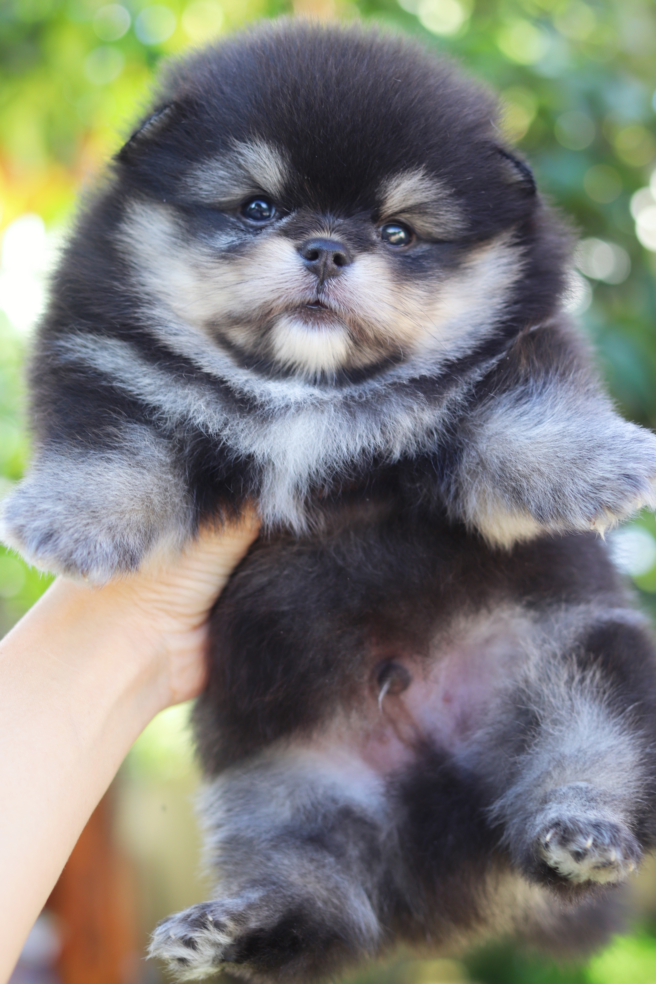 ปอมเมอเรเนียน เพศผู้ สีแบล็คแทน