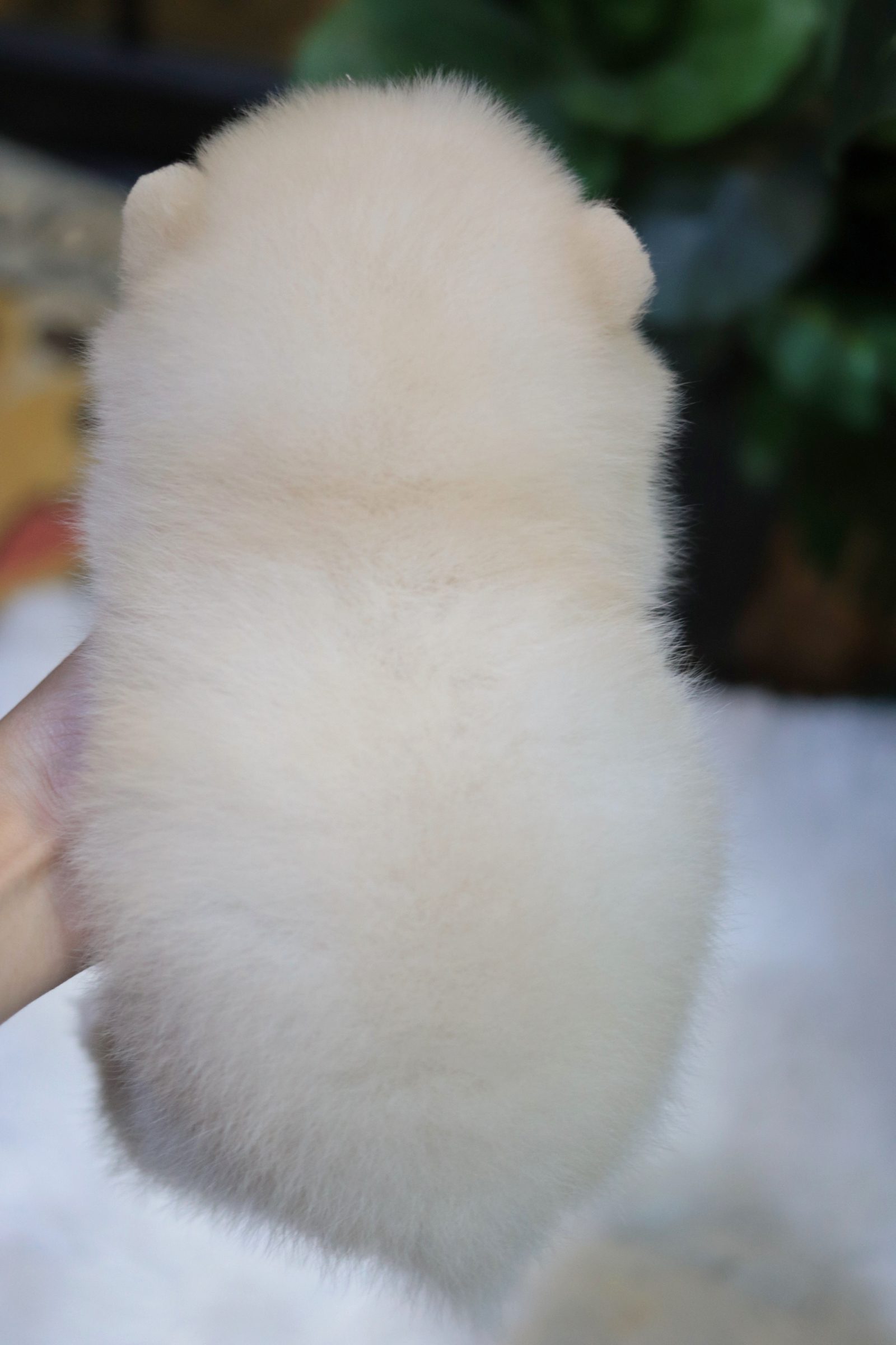 ปอมเมอเรเนียน เพศเมียสีขาวครีม