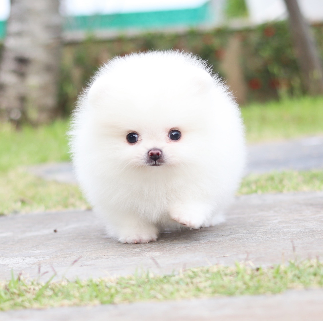 ปอมเมอเรเนียน เพศผู้ สีขาวครีมเกรดโชว์ไซส์เล็ก