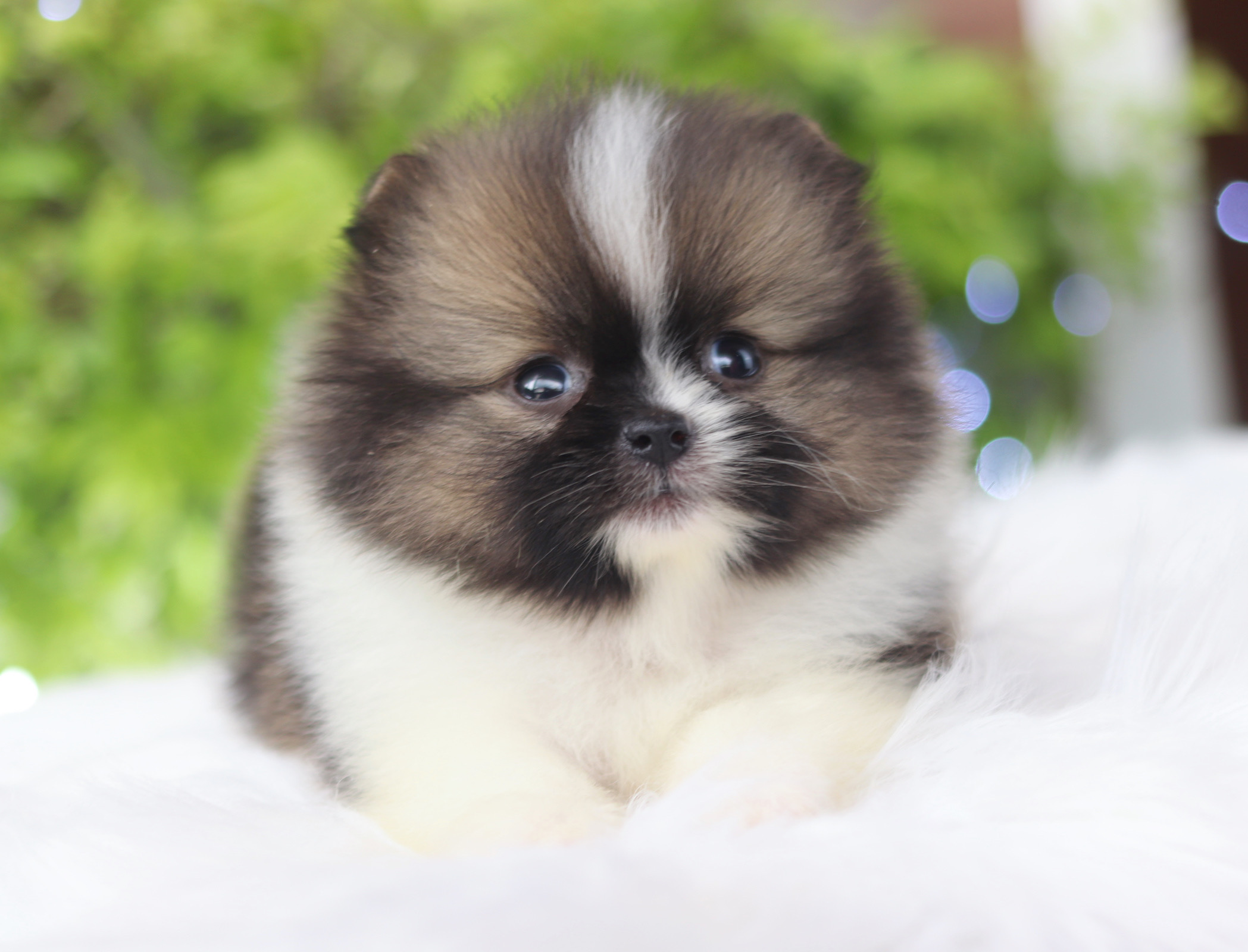 ปอมเมอเรเนียน เพศเมียสีแฟนซีเกรดโชว์