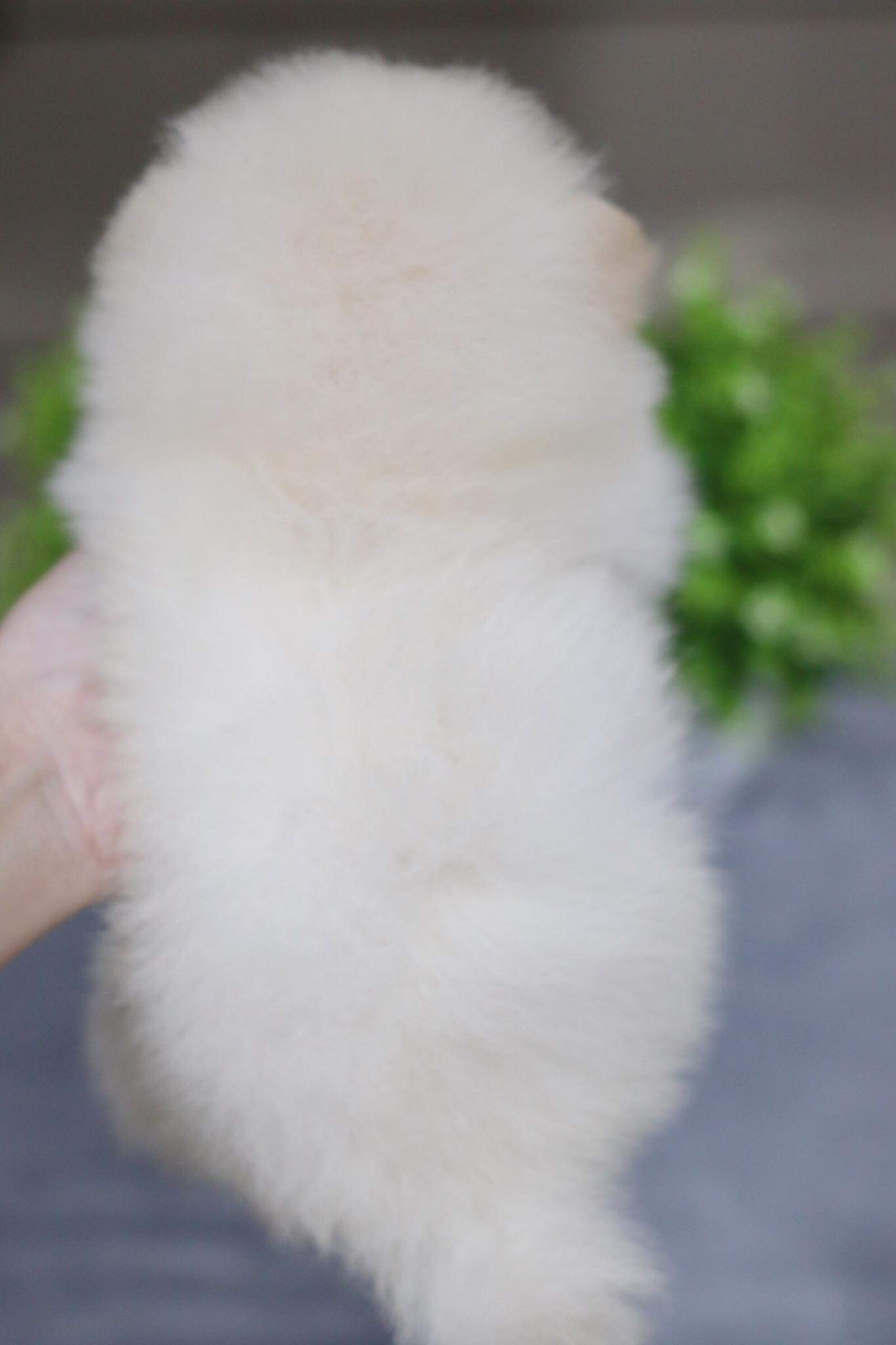 ปอมเมอเรเนียน เพศเมีย