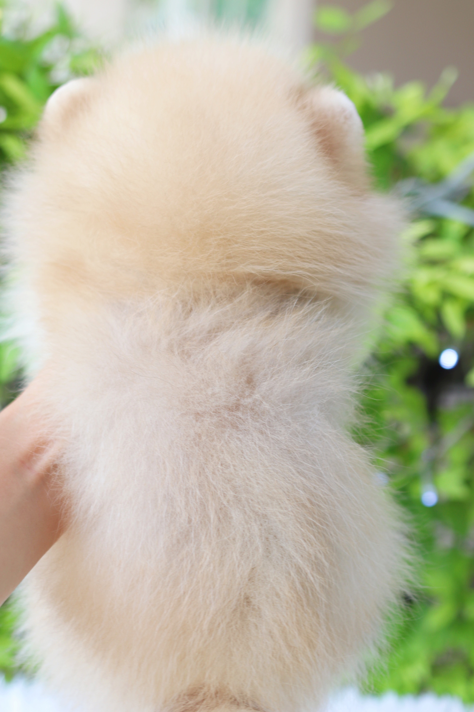 ปอมเมอเรเนียน เพศผู้ สีส้ม