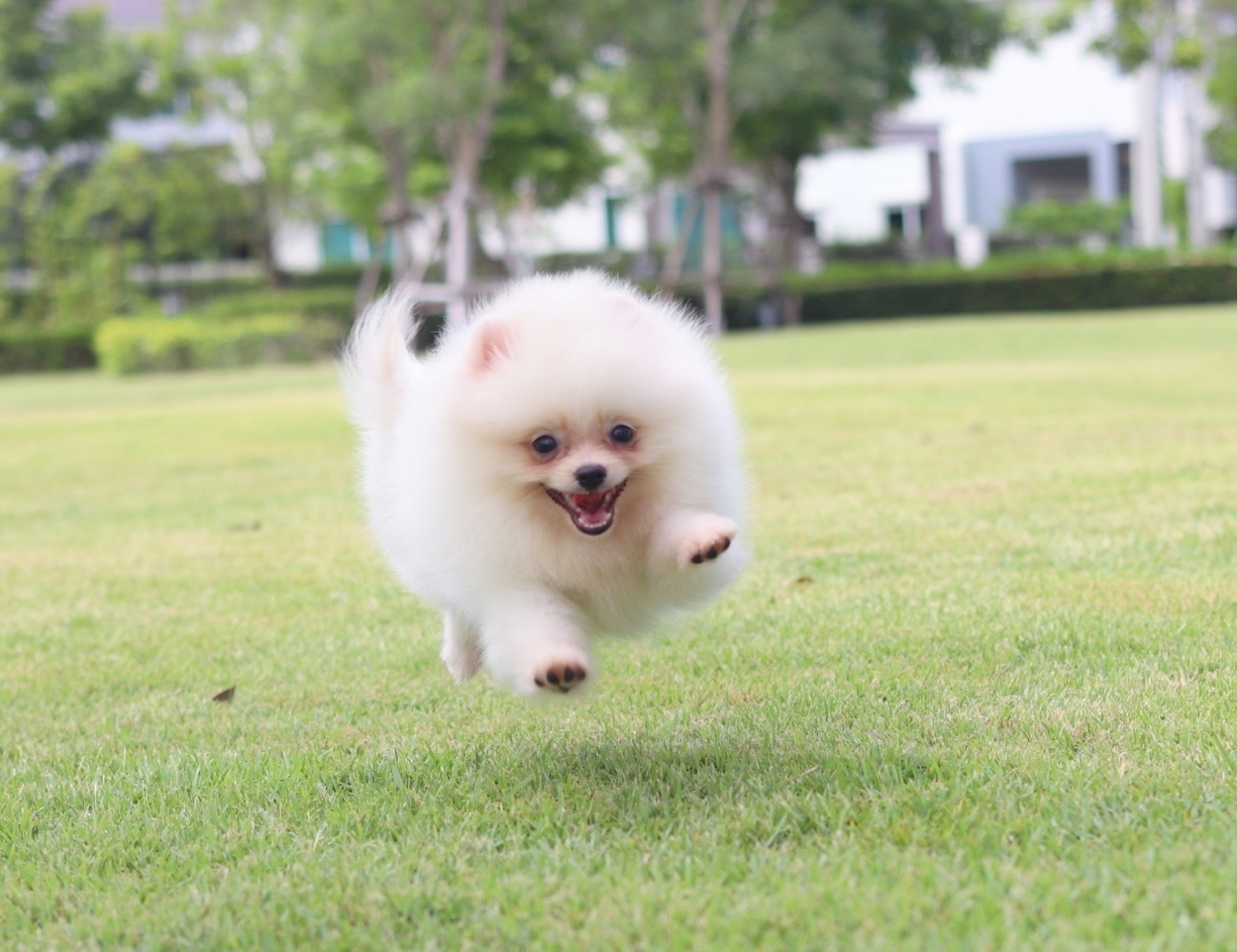 ปอมเมอเรเนียน เพศผู้สีขาวครีม