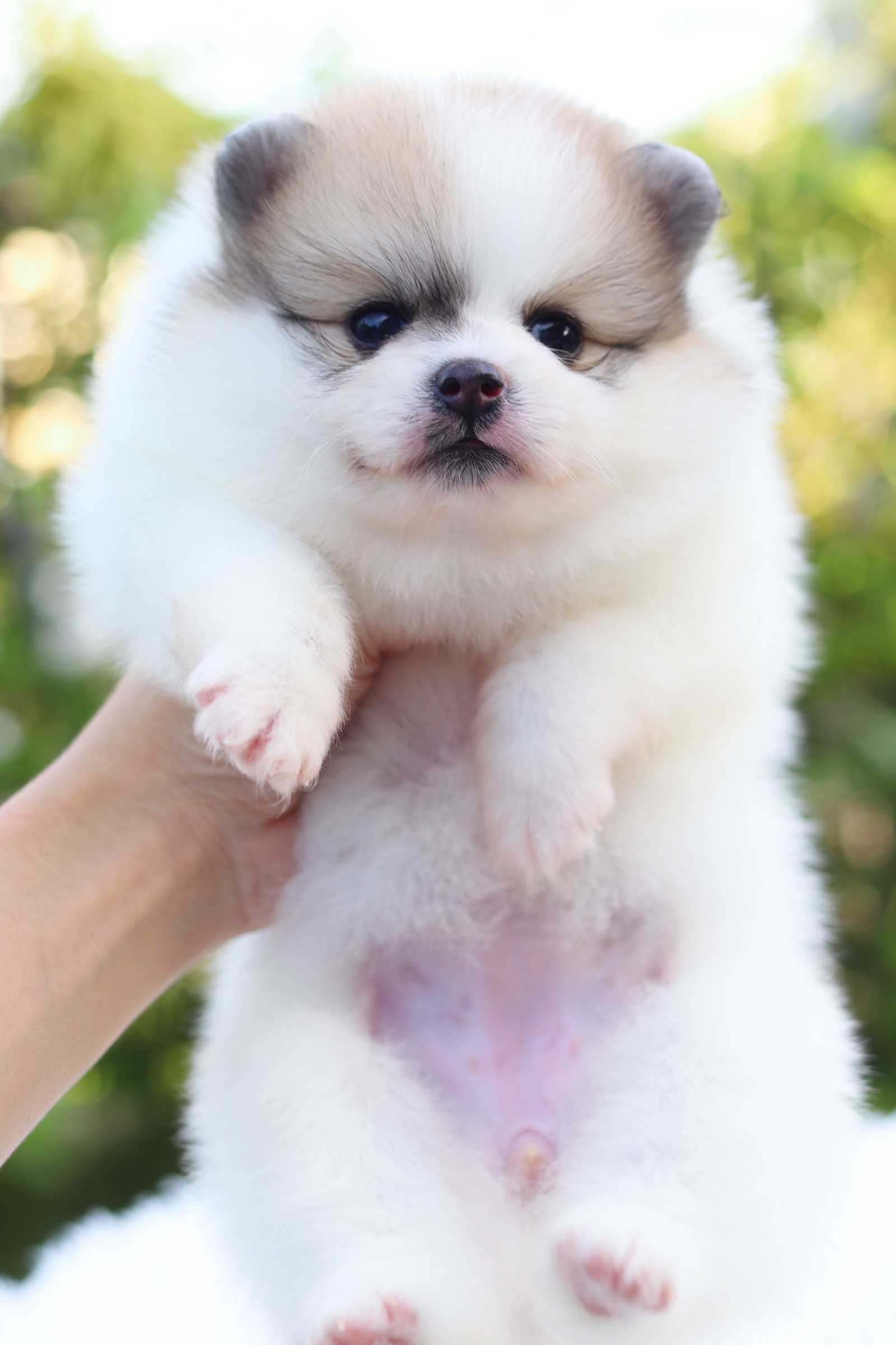 ปอมเมอเรเนียน เพศเมียแฟนซี