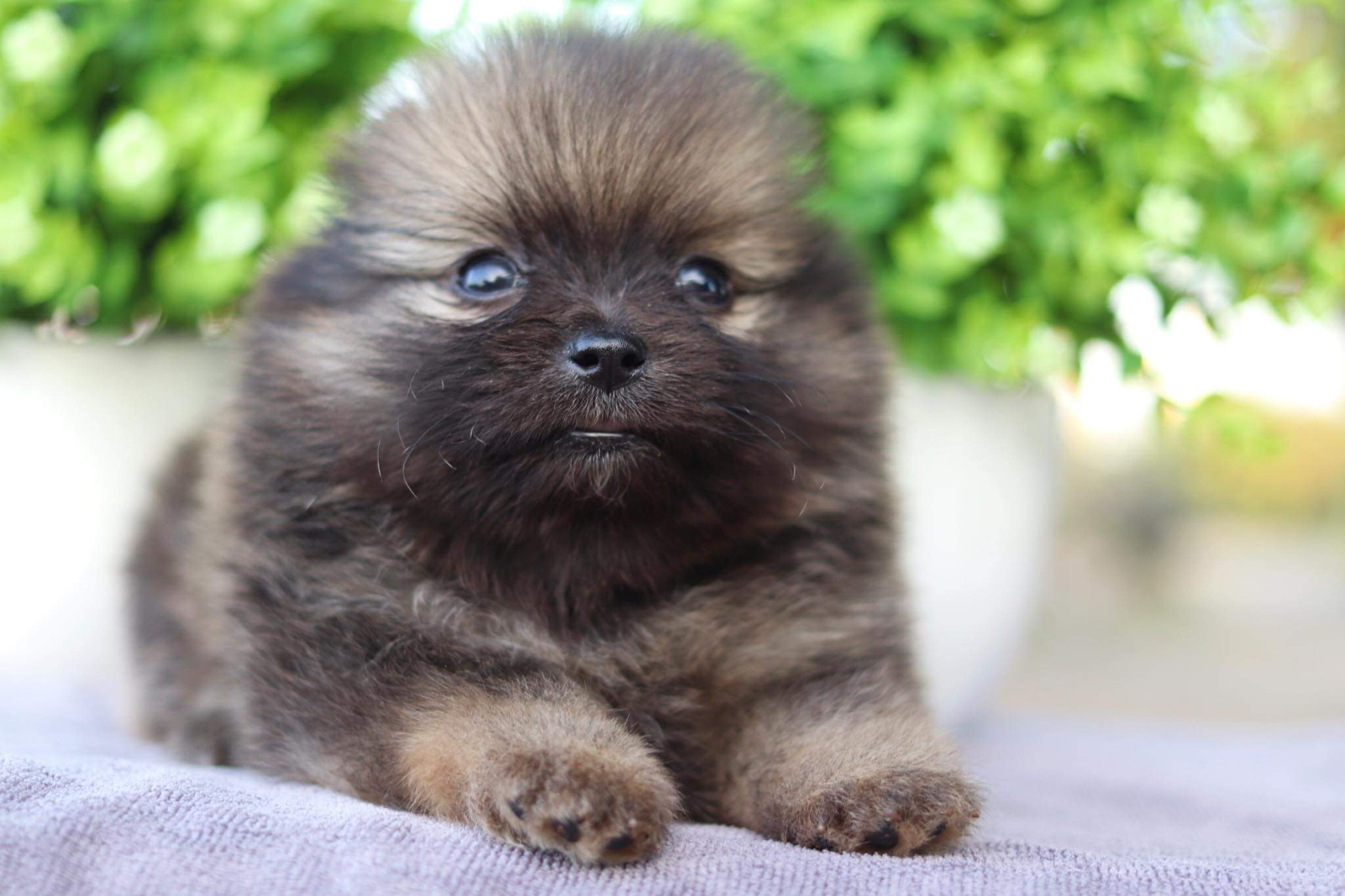 ปอมเมอเรเนียน เพศเมีย