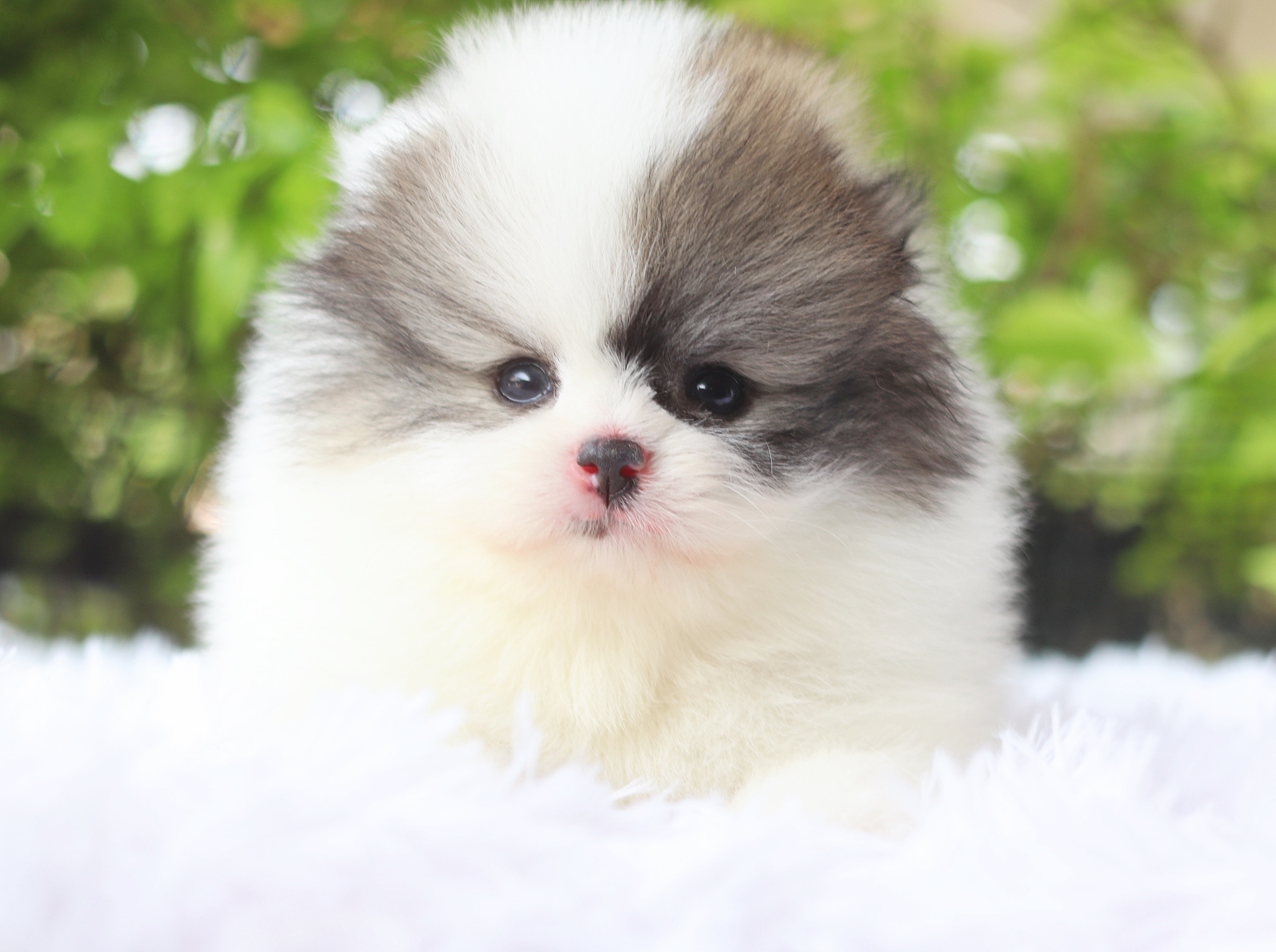 ปอมเมอเรเนียน เพศผู้สีแฟนซี เกรดโชว์