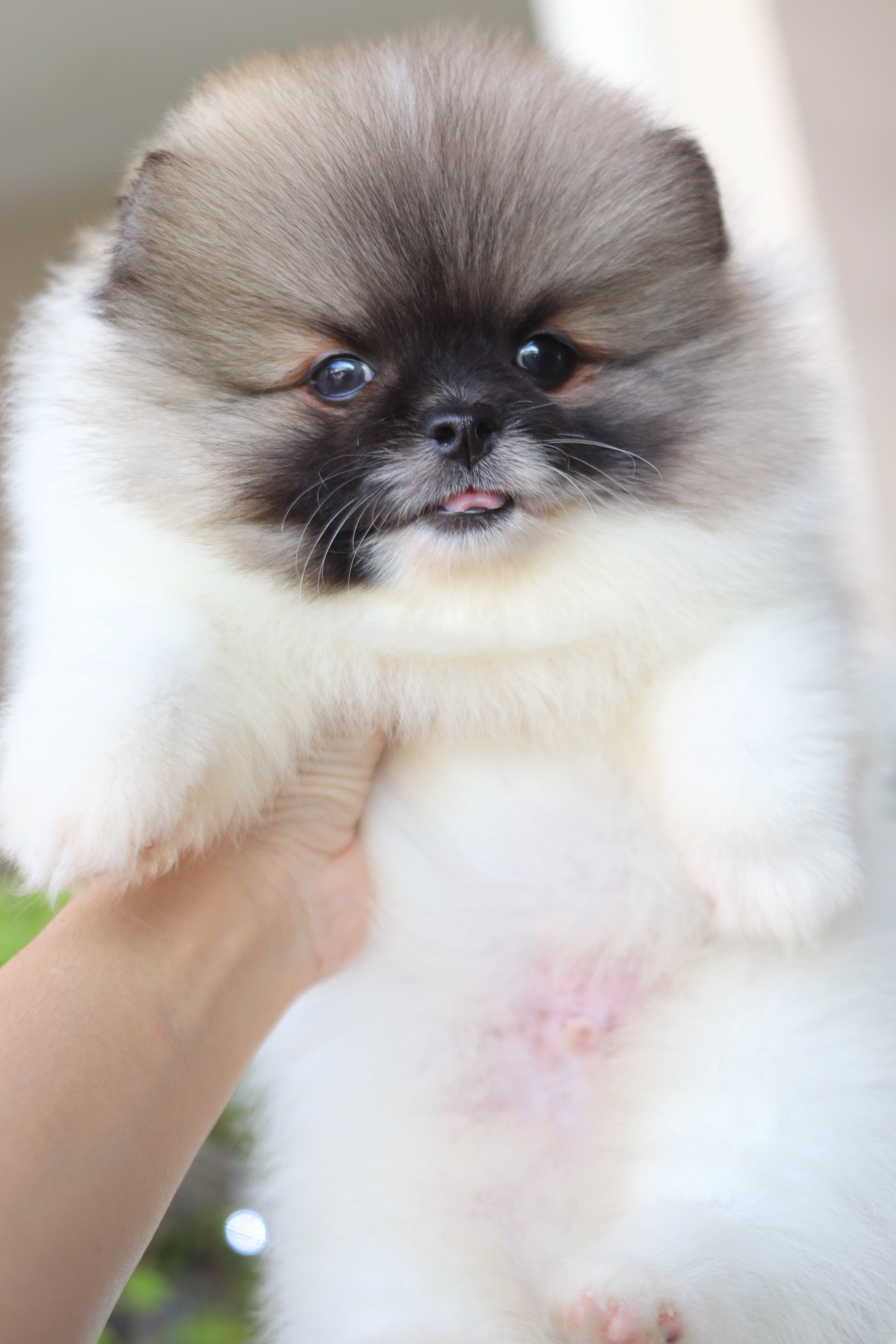 ปอมเมอเรเนียน เพศผู้ แฟนซี