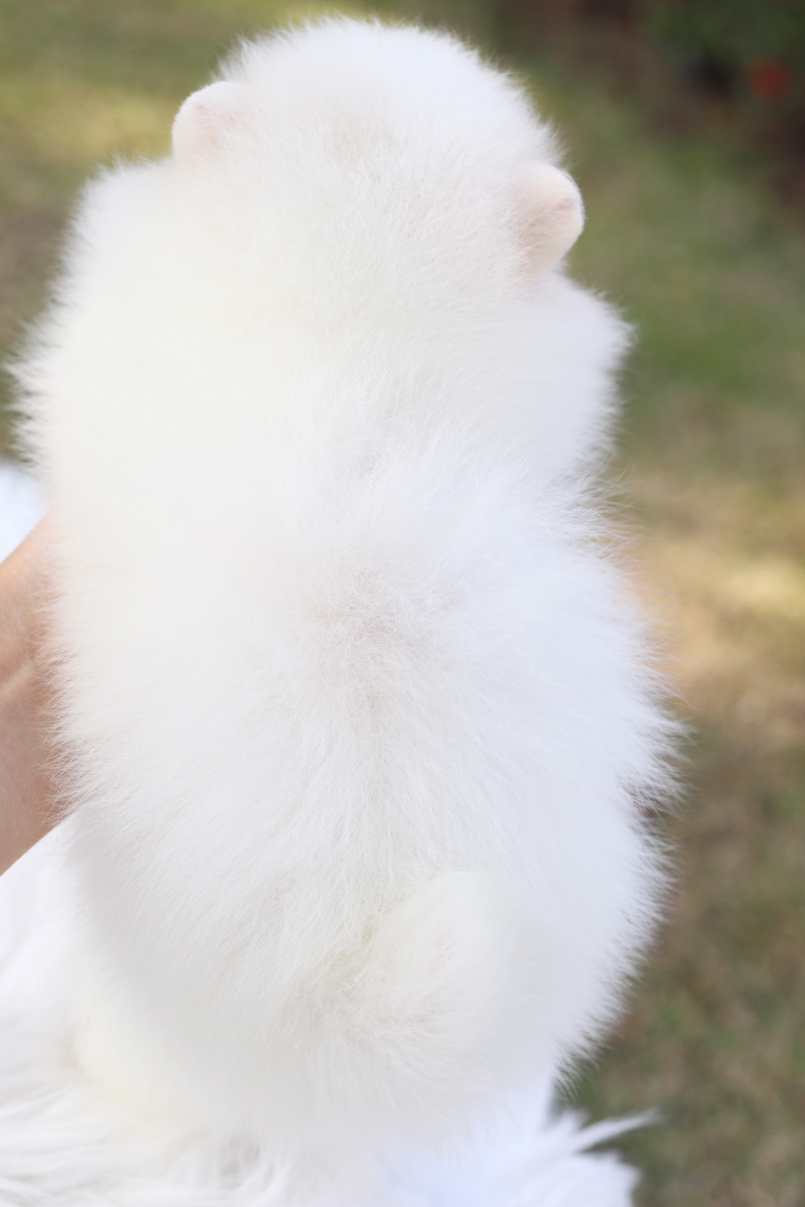 ปอมเมอเรเนียน เพศเมีย สีขาวครีม