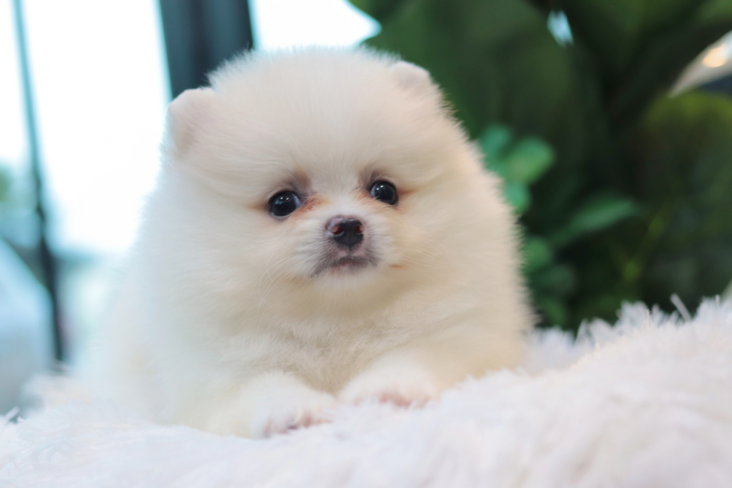 ปอมเมอเรเนียน เพศผู้ สีขาวครีม