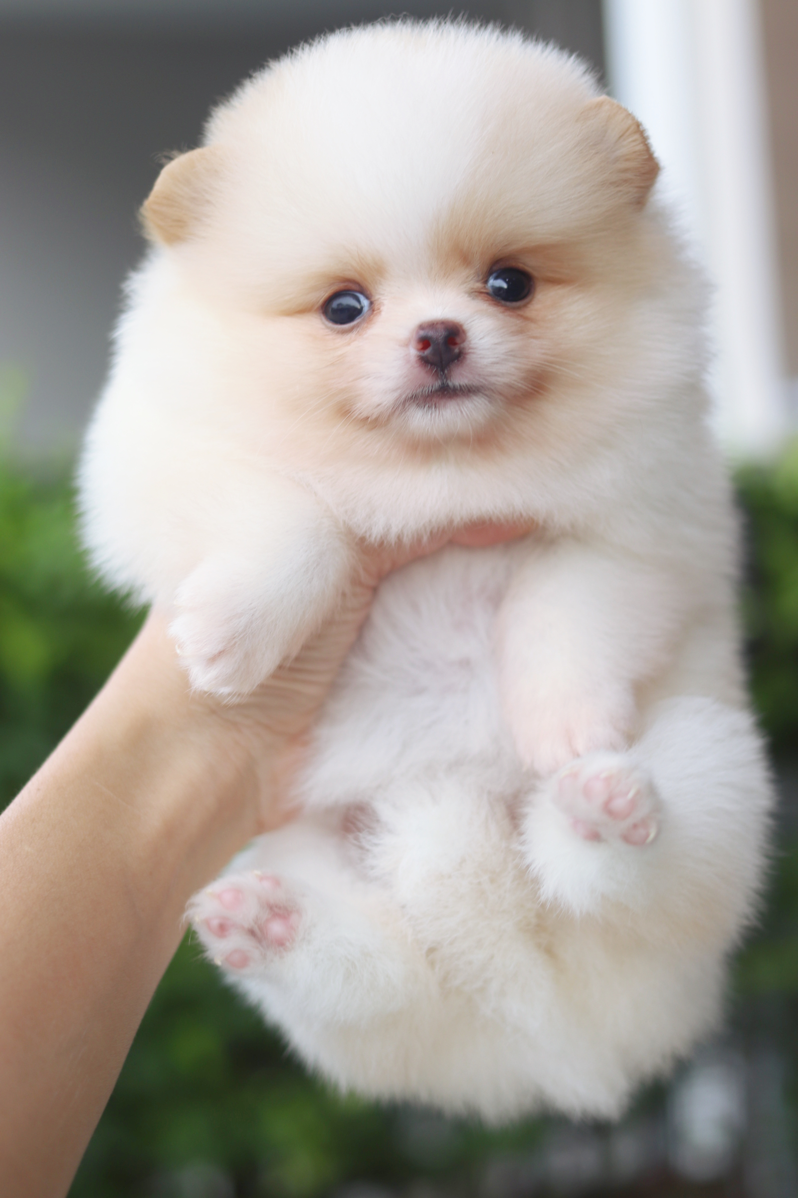 ปอมเมอเรเนียน เพศเมียสีครีม