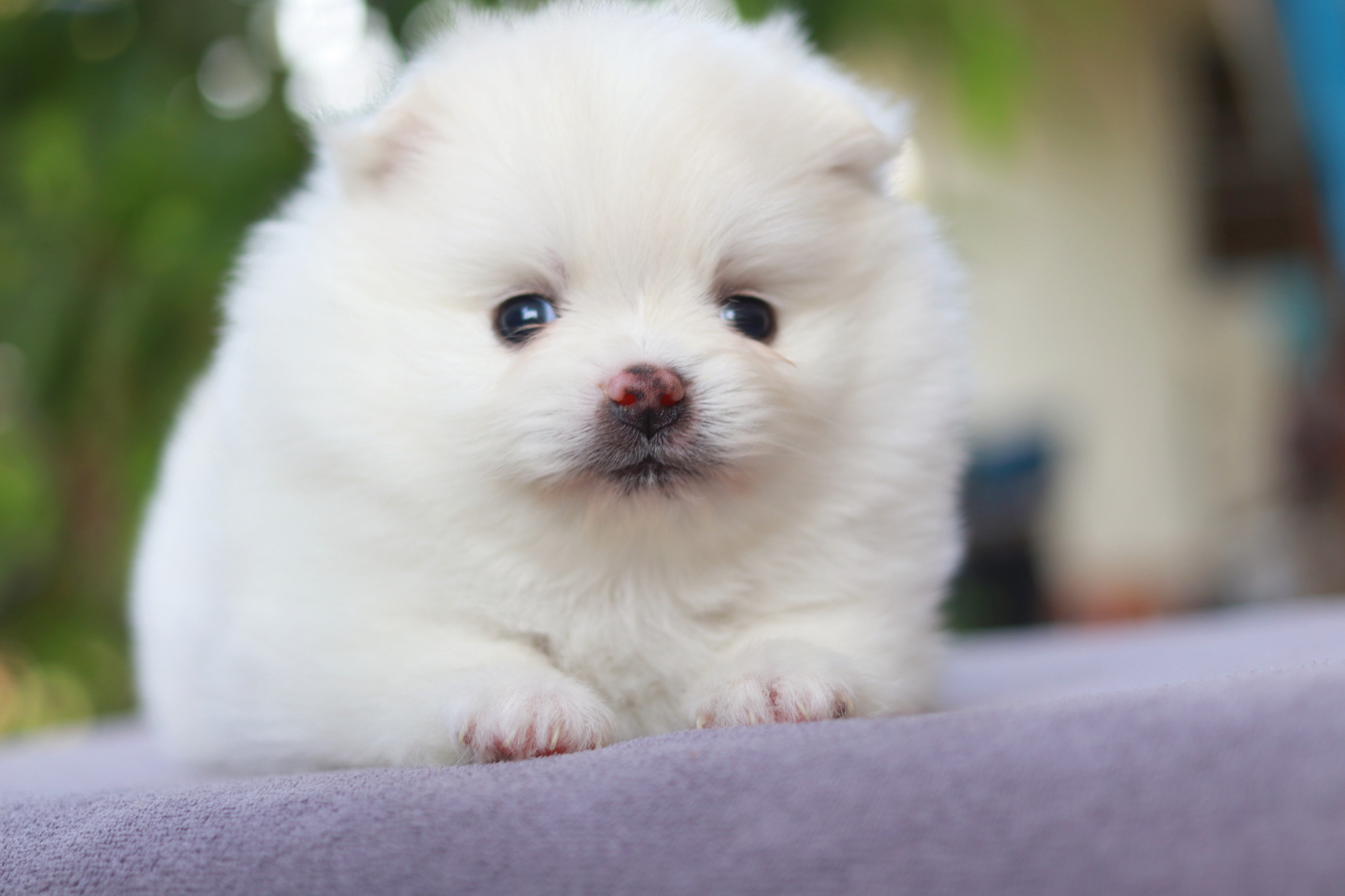 ปอมเมอเรเนียน เพศเมียขาว