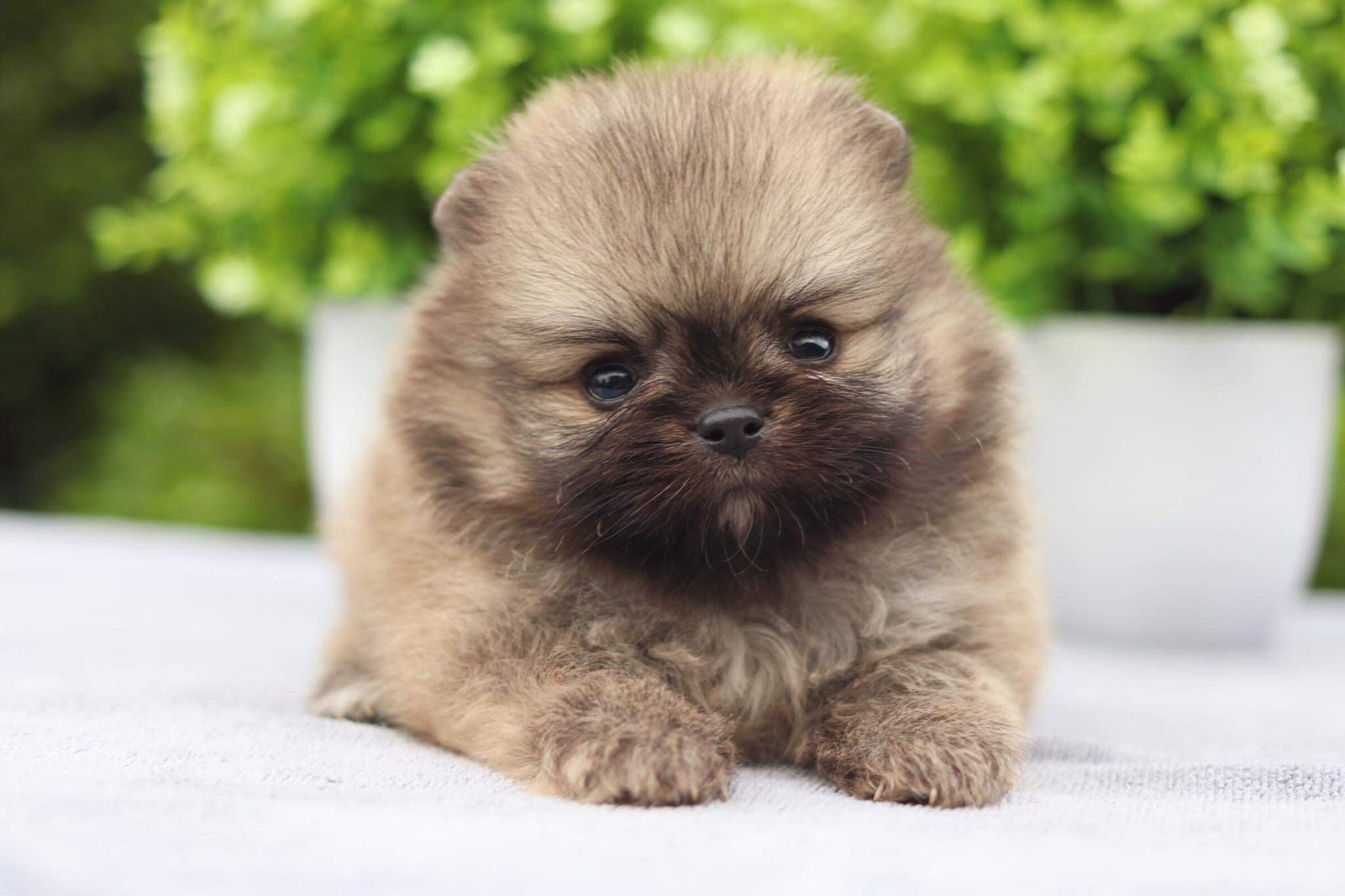 ปอมเมอเรเนียน เพศผู้