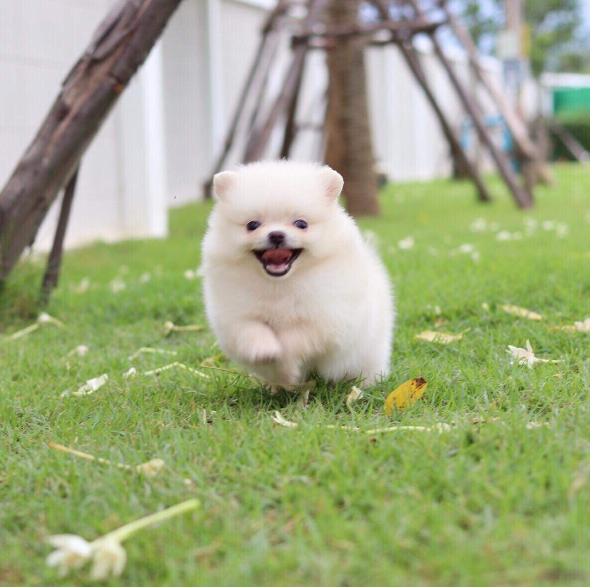 ปอมเมอเรเนียน เพศผู้