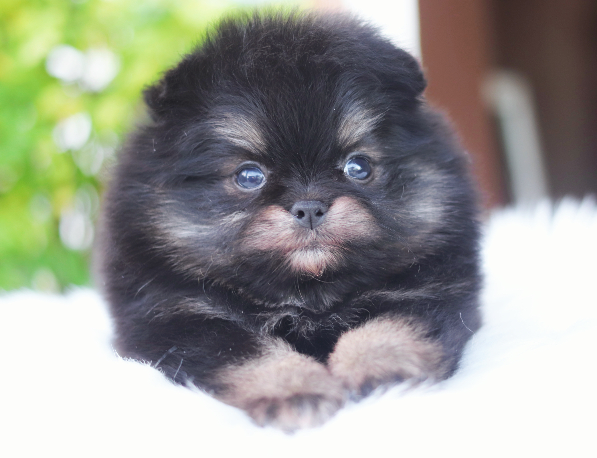 ปอมเมอเรเนียน เพศผู้ สีแบล็คแทน