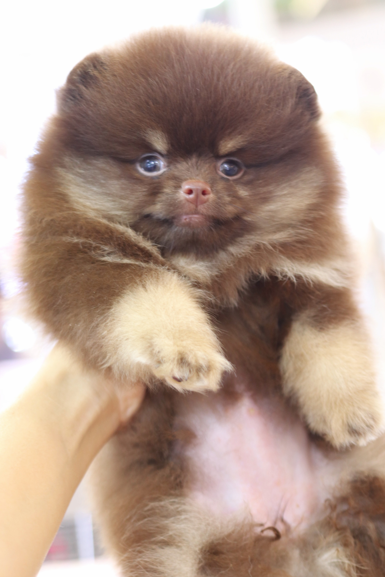 ปอมเมอเรเนียน เพศเมียสีช็อคแทนเกรดโชว์