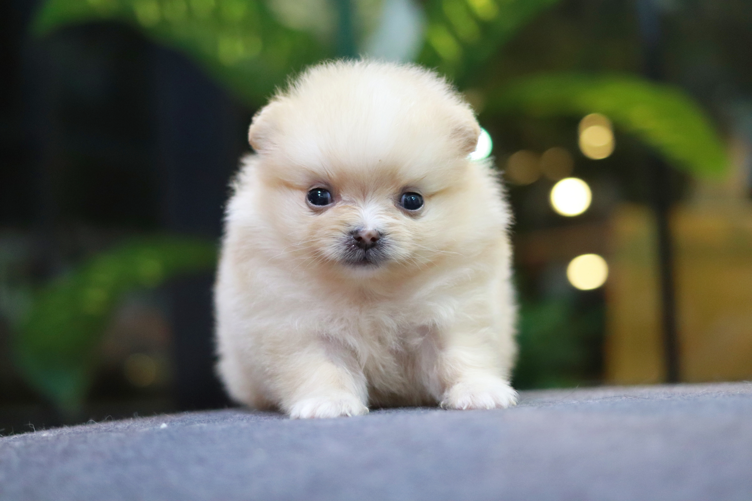 ปอมเมอเรเนียน เพศผู้