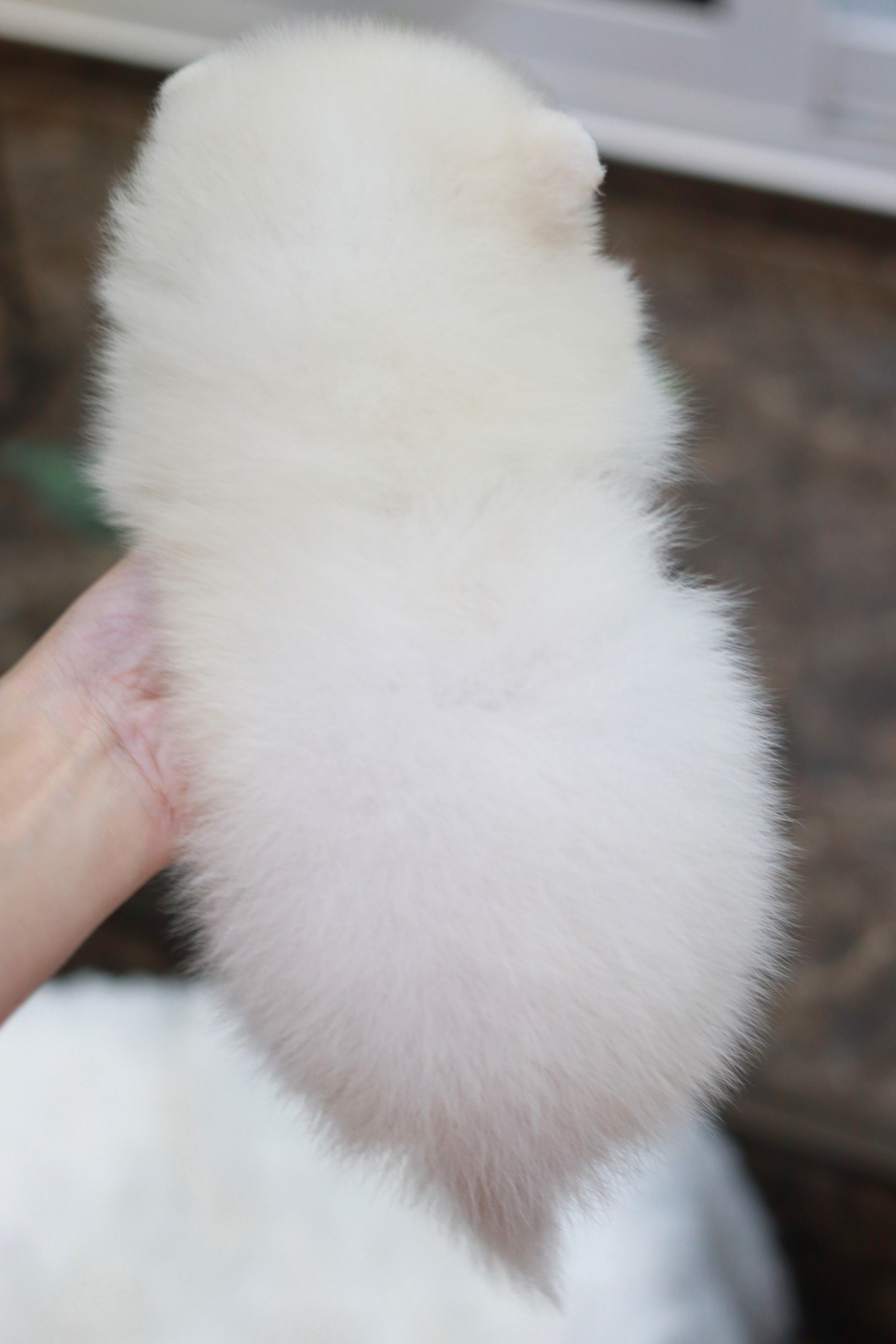 ปอมเมอเรเนียน เพศเมีย สีขาว