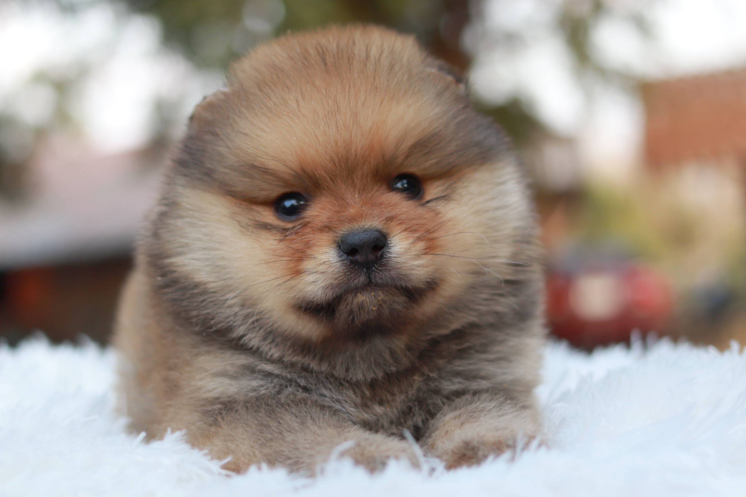 ปอมเมอเรเนียน เพศผู้