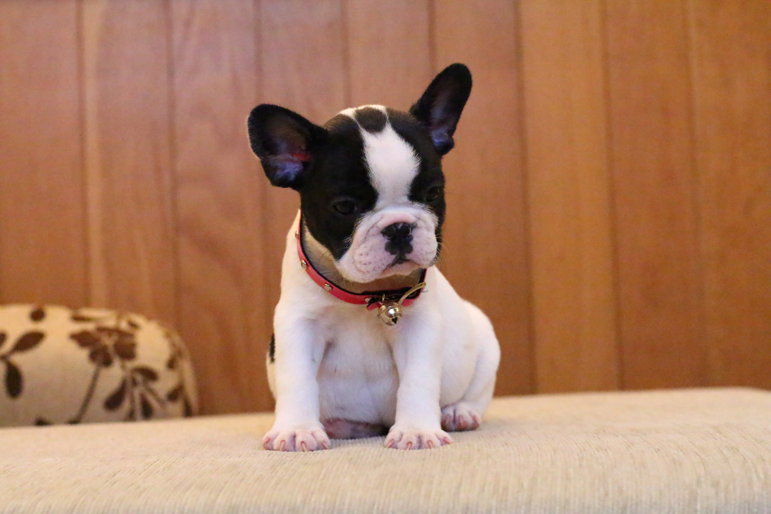 เด็กหญิงไข่ตุ๋น หน้าตาน่ารัก นิสัยอ้อนๆ อายุ2เดือน