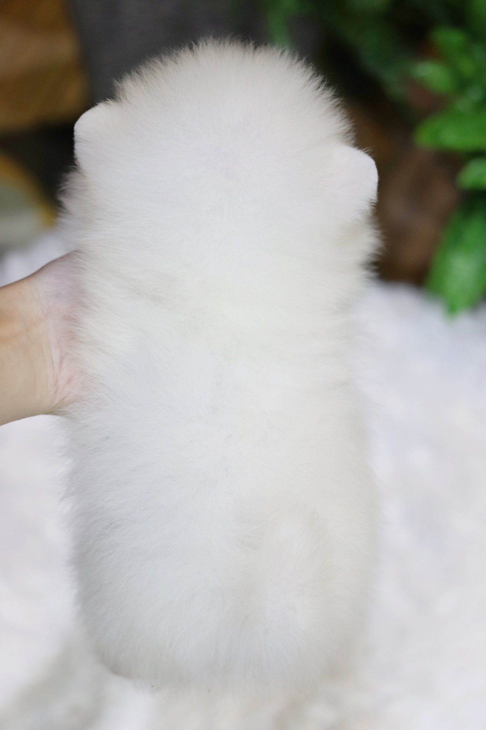 ปอมเมอเรเนียน เพศเมียขาวครีม