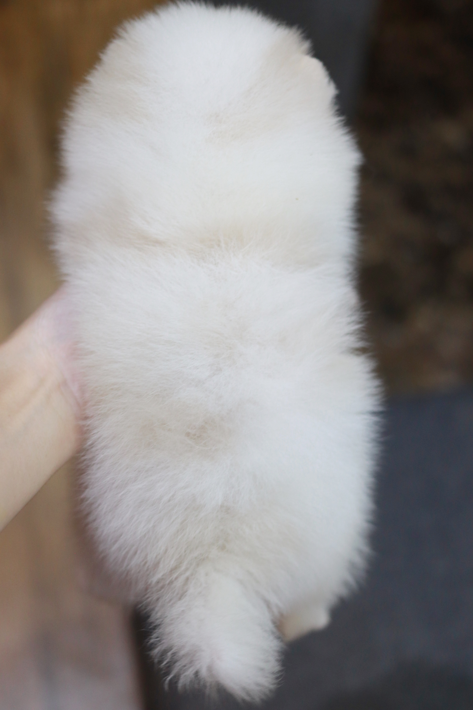 ปอมเมอเรเนียน เพศผู้