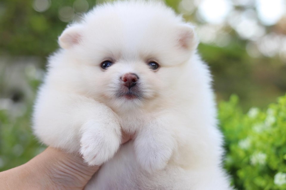 ปอมเมอเรเนียน เพศเเมีย