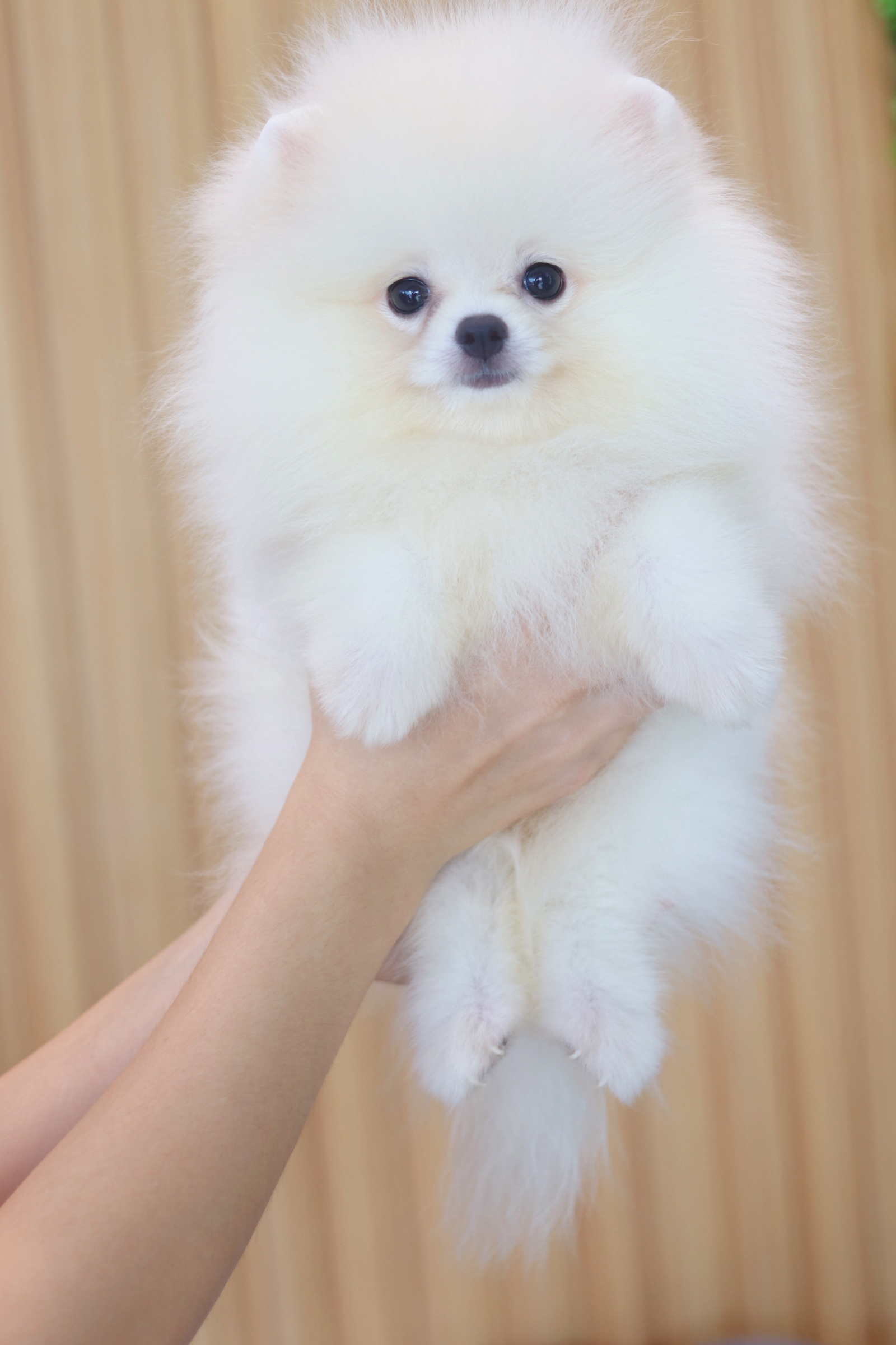 ปอมเมอเรเนียน เพศผู้สีขาวครีม เกรดโชว์