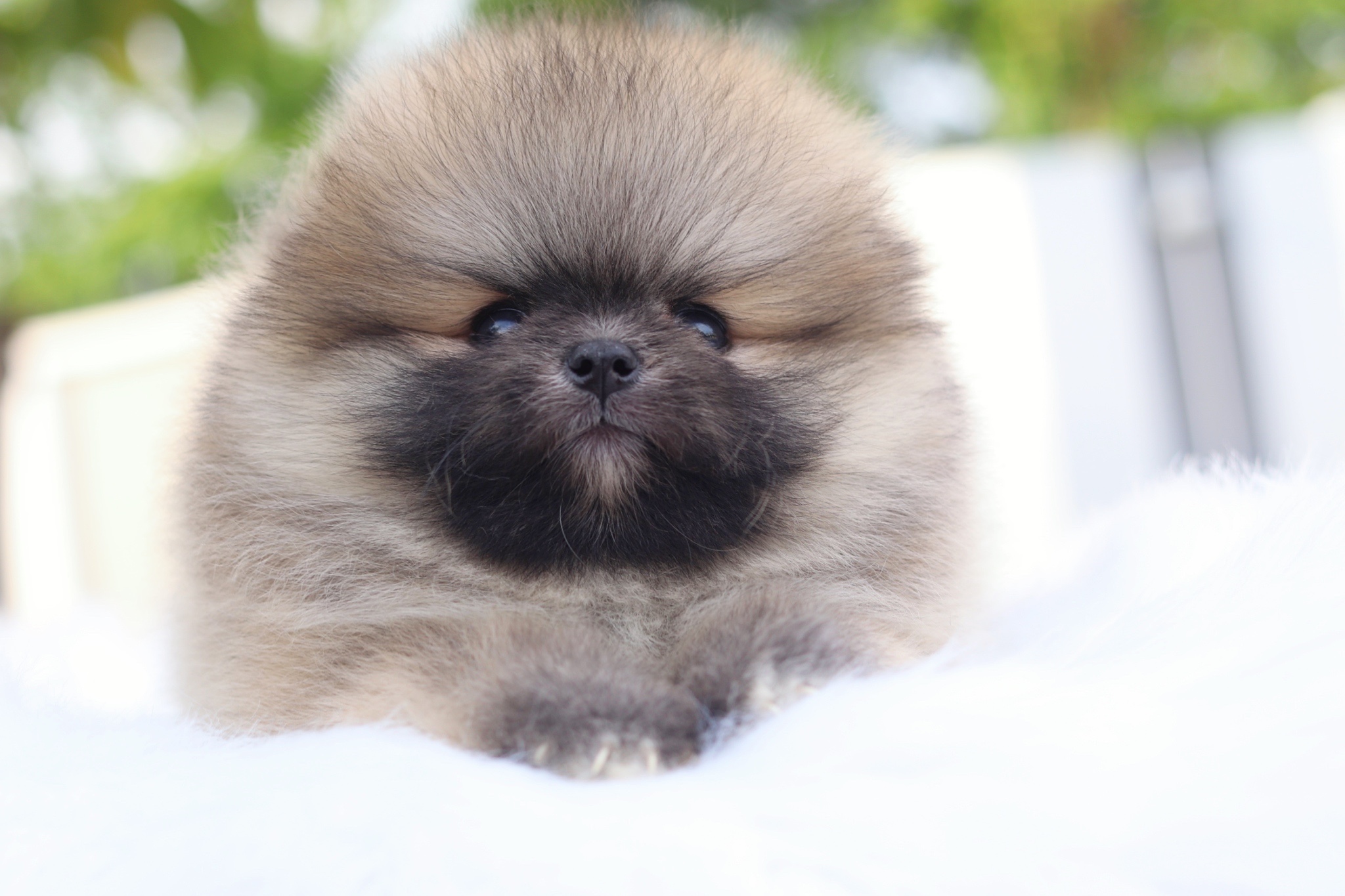 ปอมเมอเรเนียน เพศผู้สีส้ม