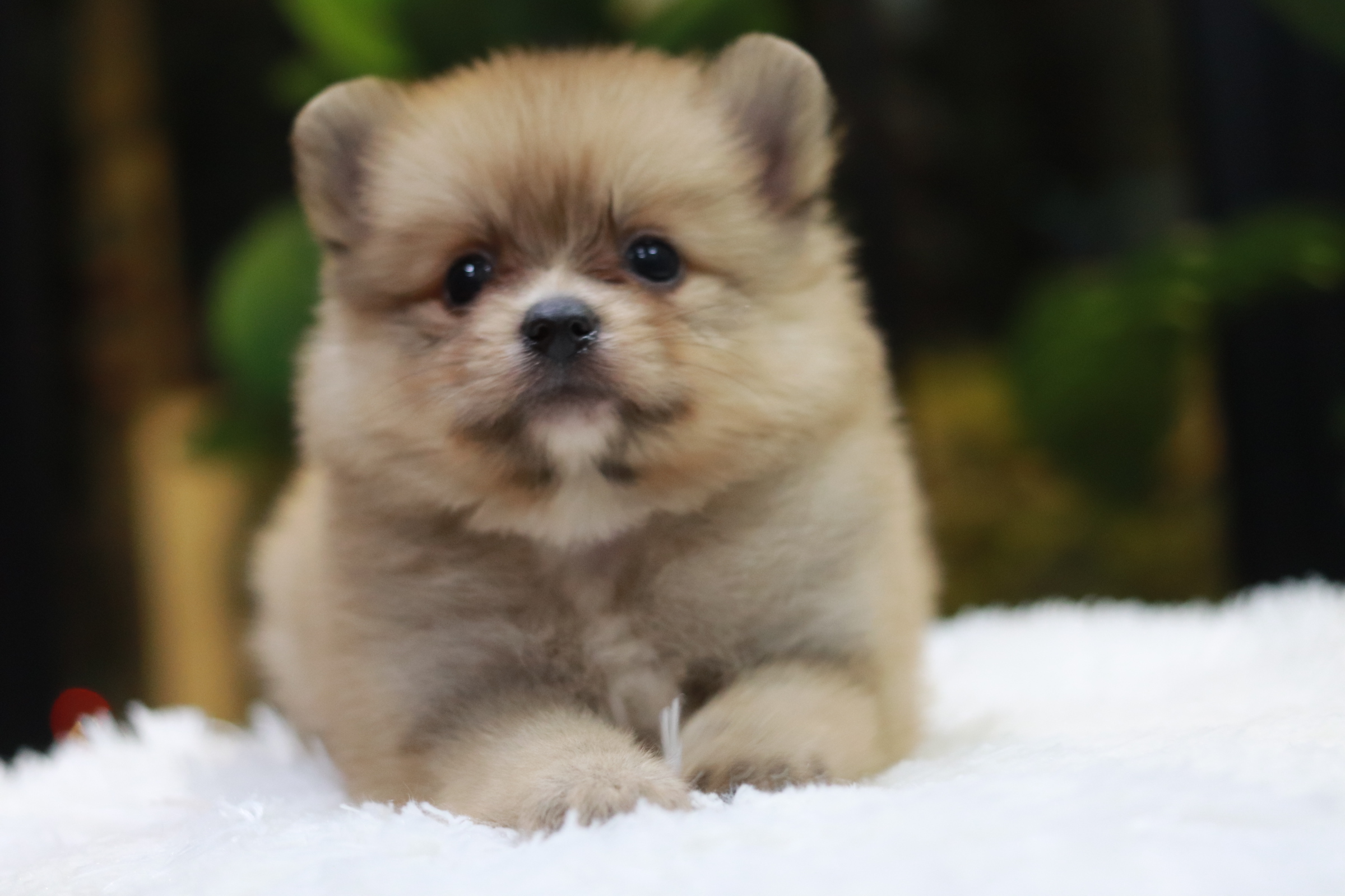 ปอมเมอเรเนียน เพศเมีย สีส้มหน้าฟ็อก เกรดเลี้ยงเล่น