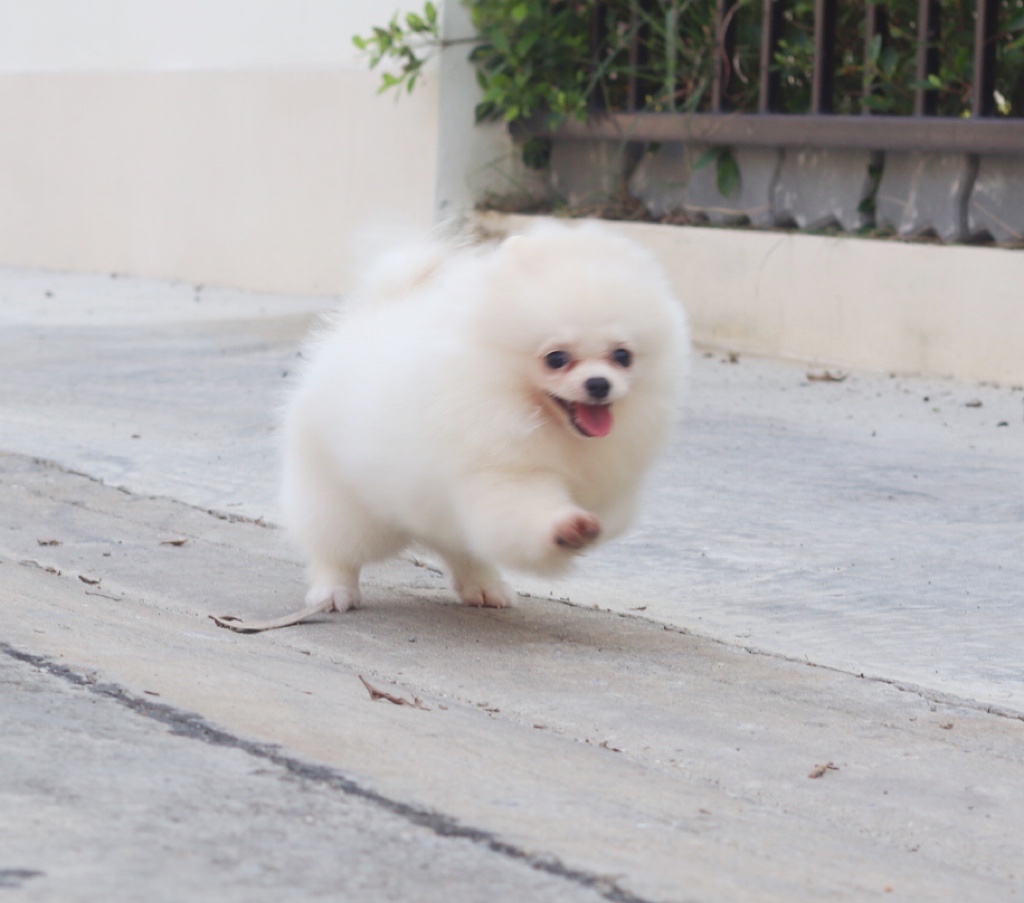 ปอมเมอเรเนียน เพศเมียสีขาวครีม