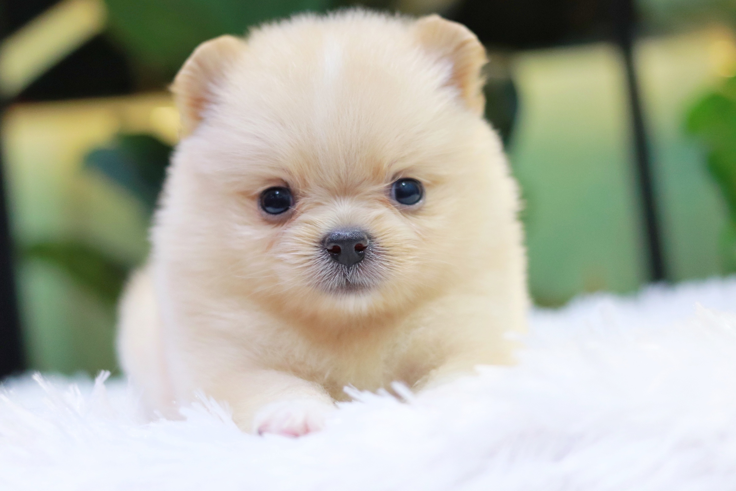 ปอมเมอเรเนียน เพศเมียสีครีม